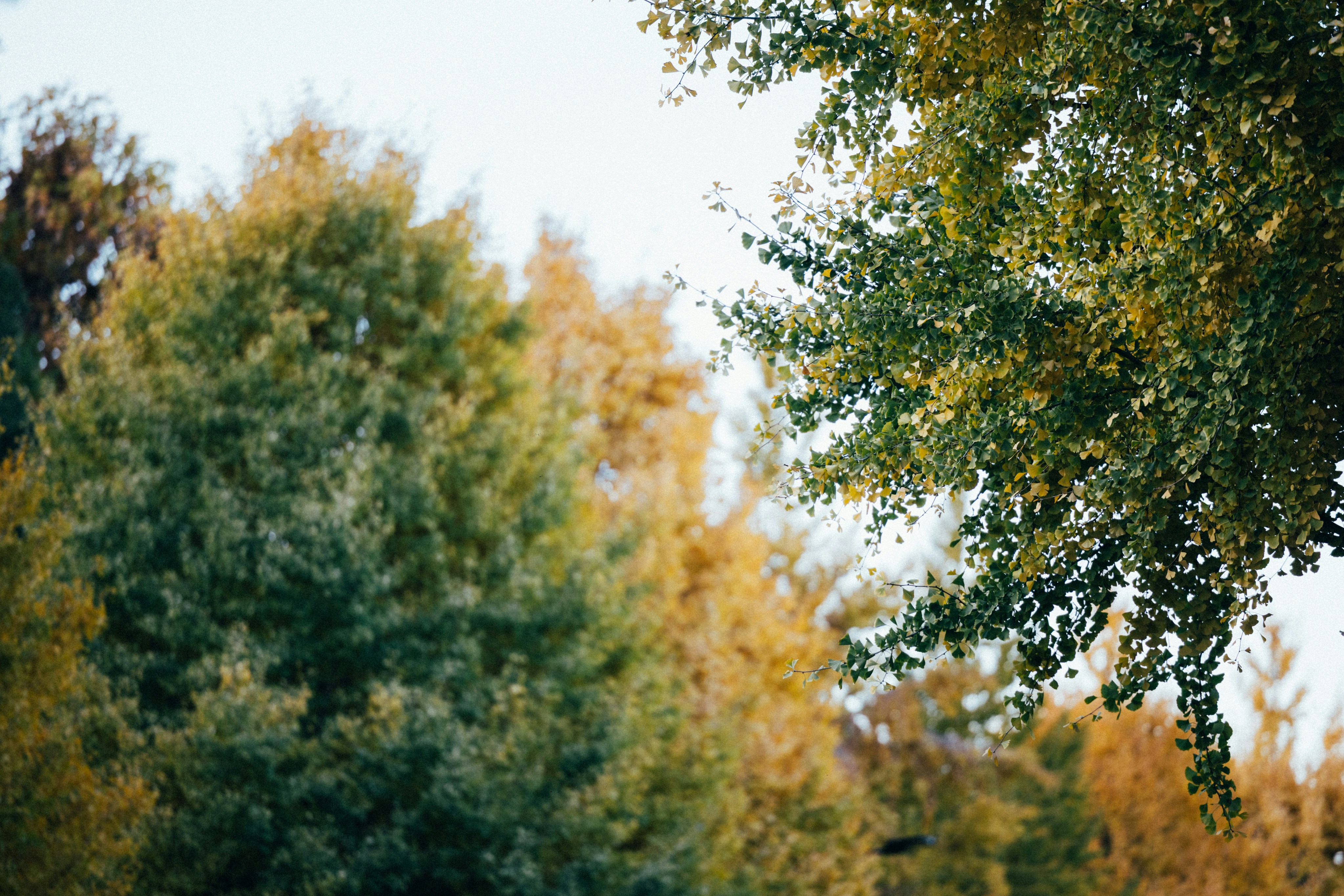 Photo by tsuyoshikozu