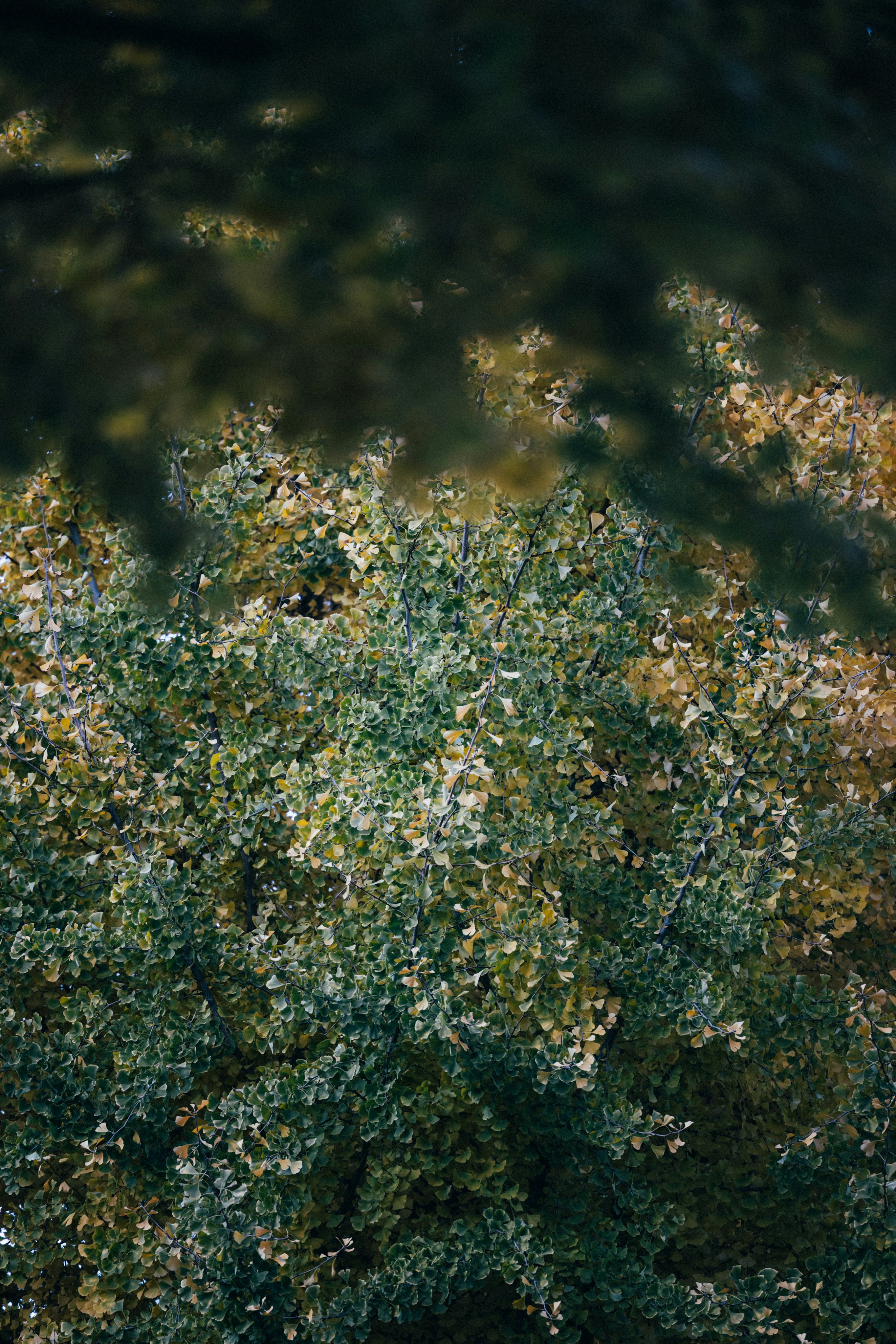 Photo by tsuyoshikozu