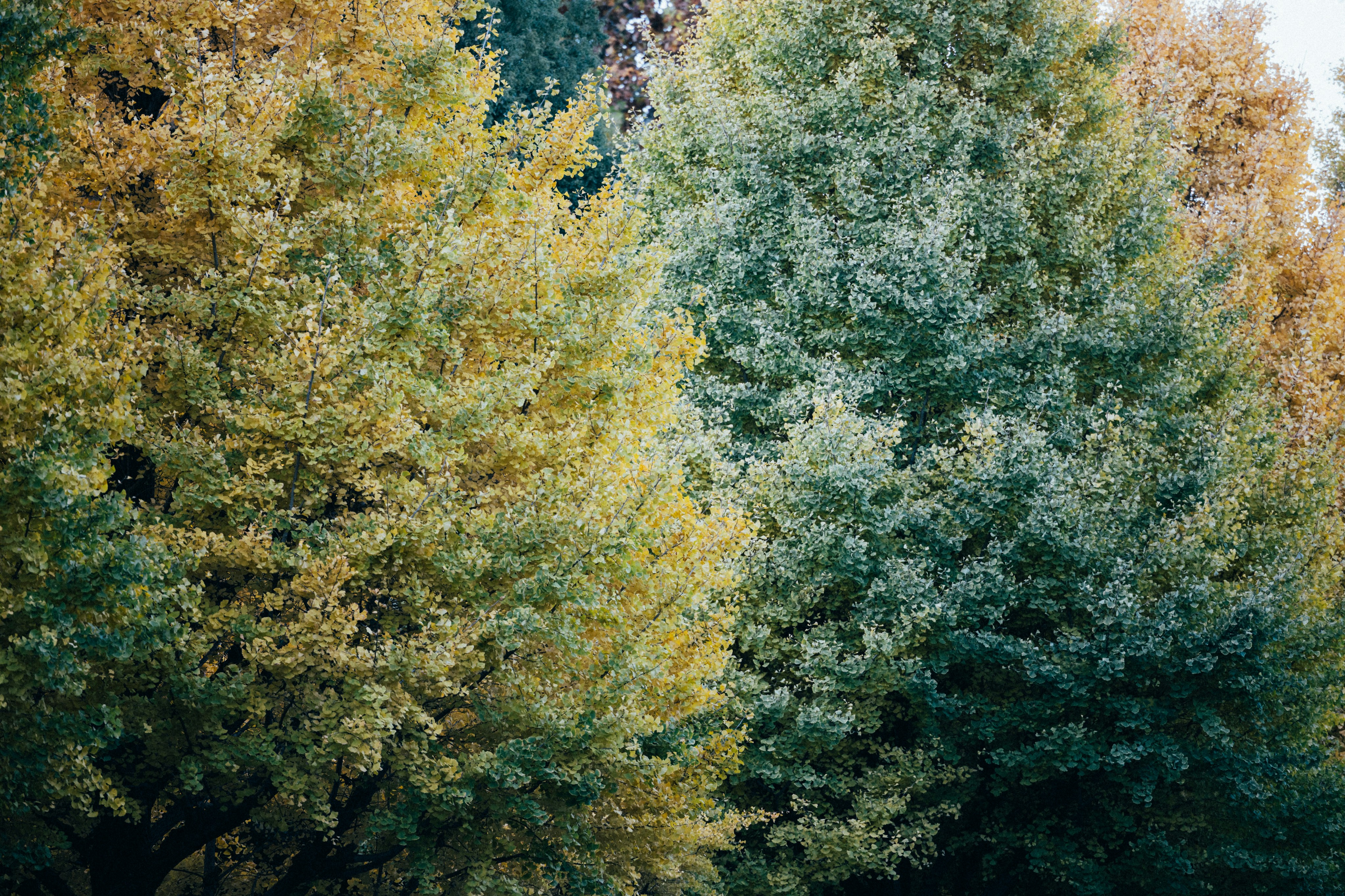 Photo by tsuyoshikozu