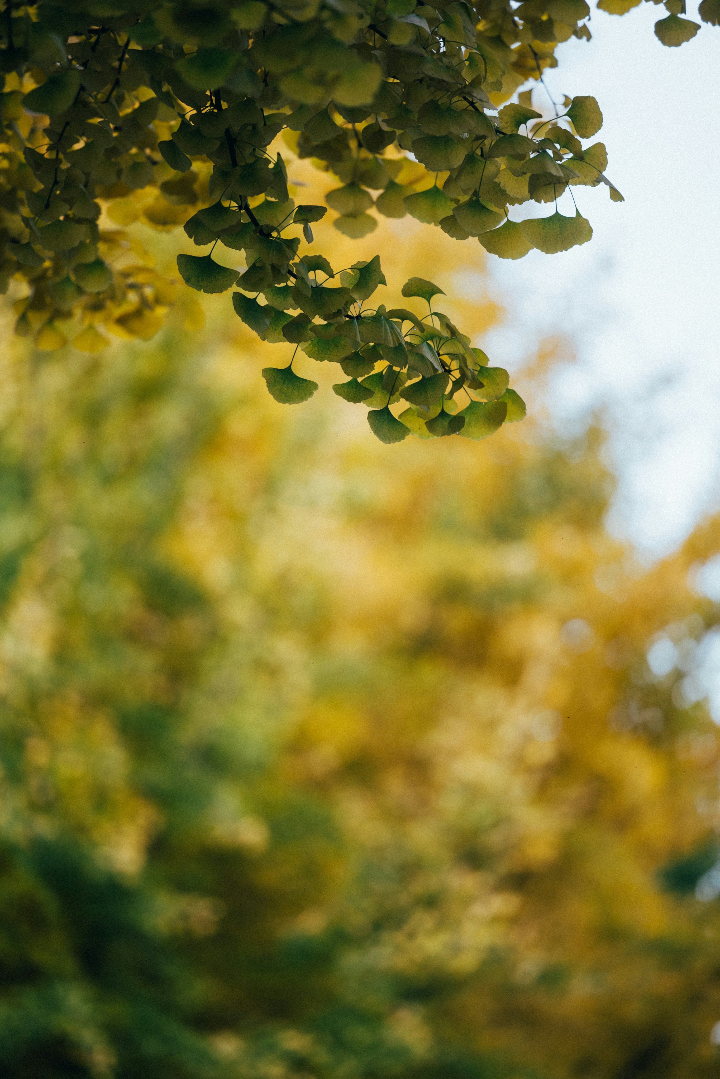 Photo by tsuyoshikozu