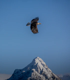 An eagle soars above a snowy mountain peak.