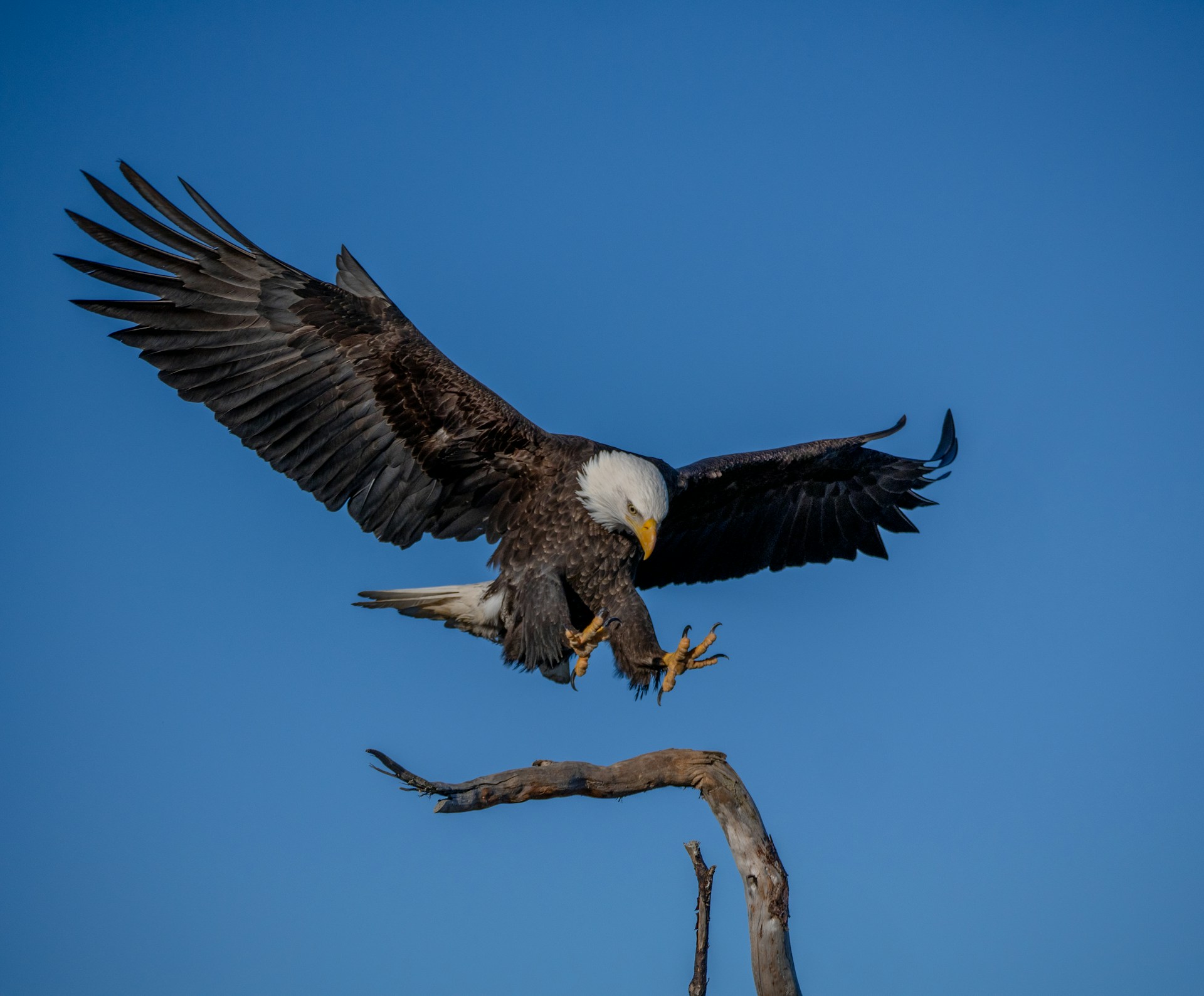 A bald eagle prepares to land on a branch.