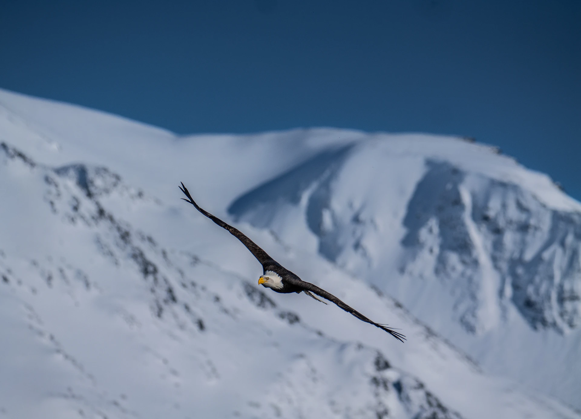 An eagle soars gracefully against snowy mountains.