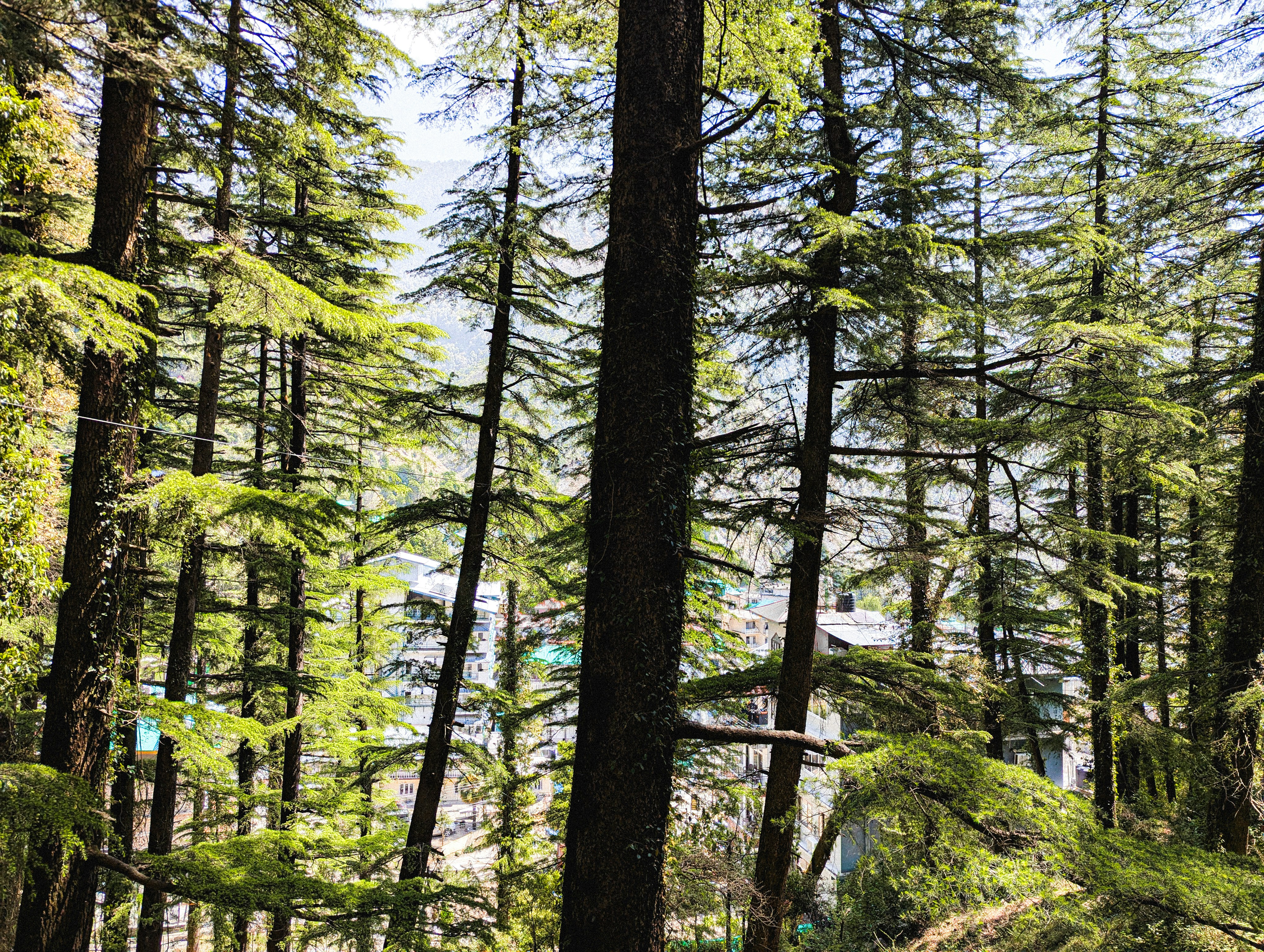 Photo by sarveshdhiman