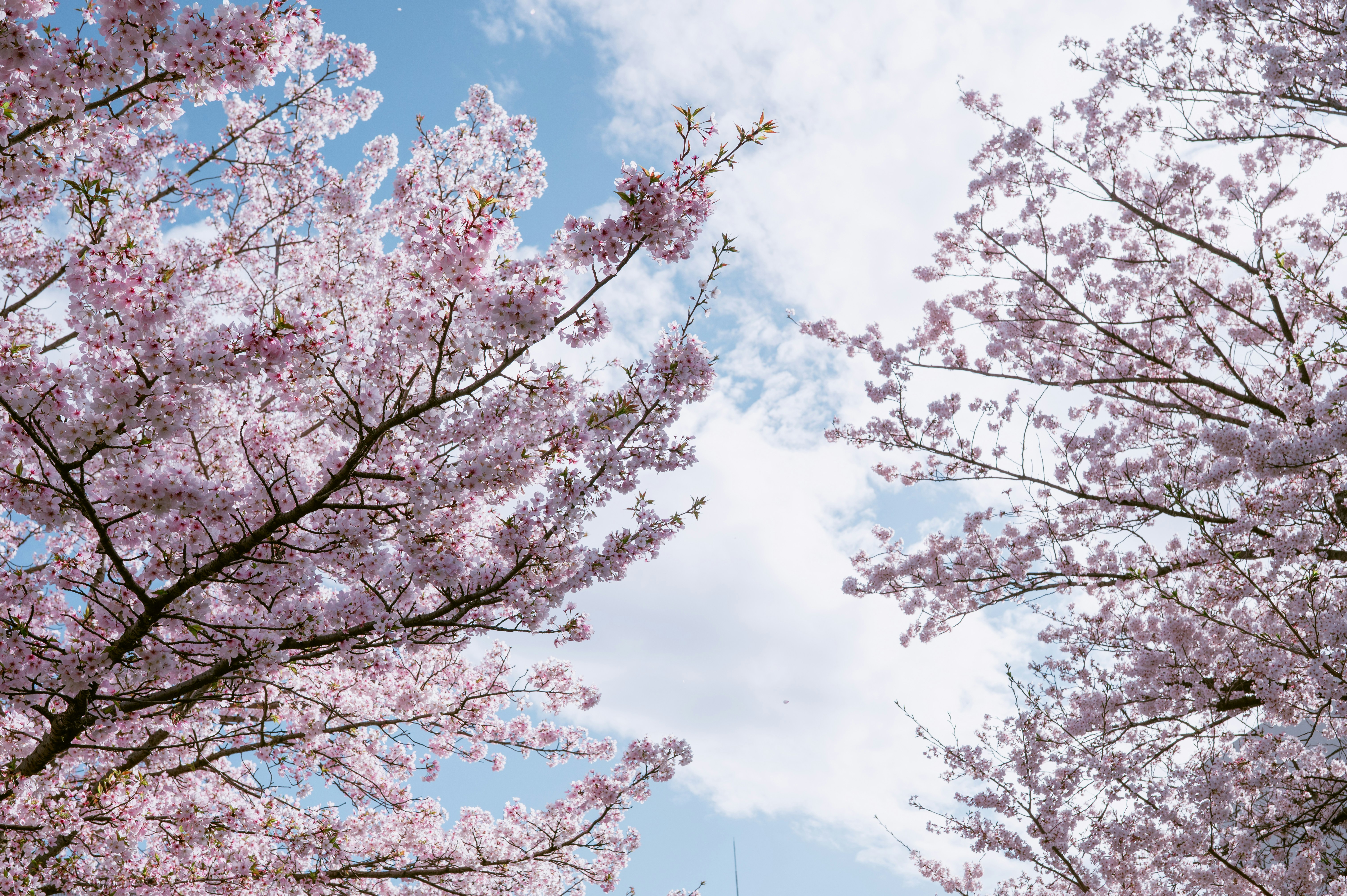 Photo by ryunosuke_kikuno