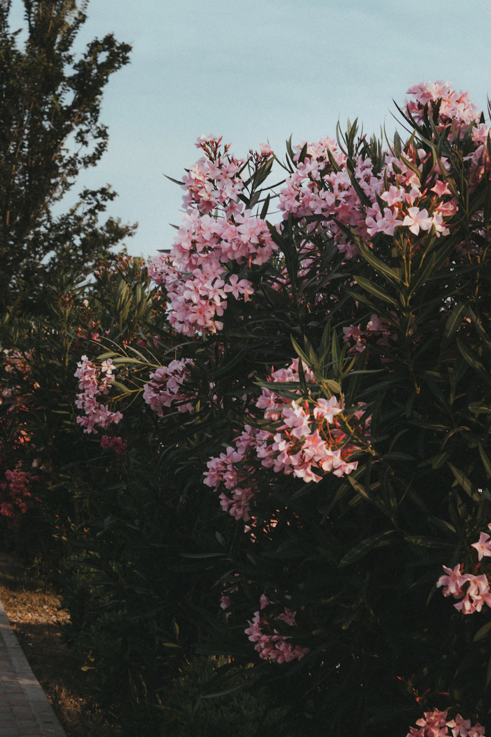 Cluster of pink flowers in full bloom surrounded by lush green foliage and trees