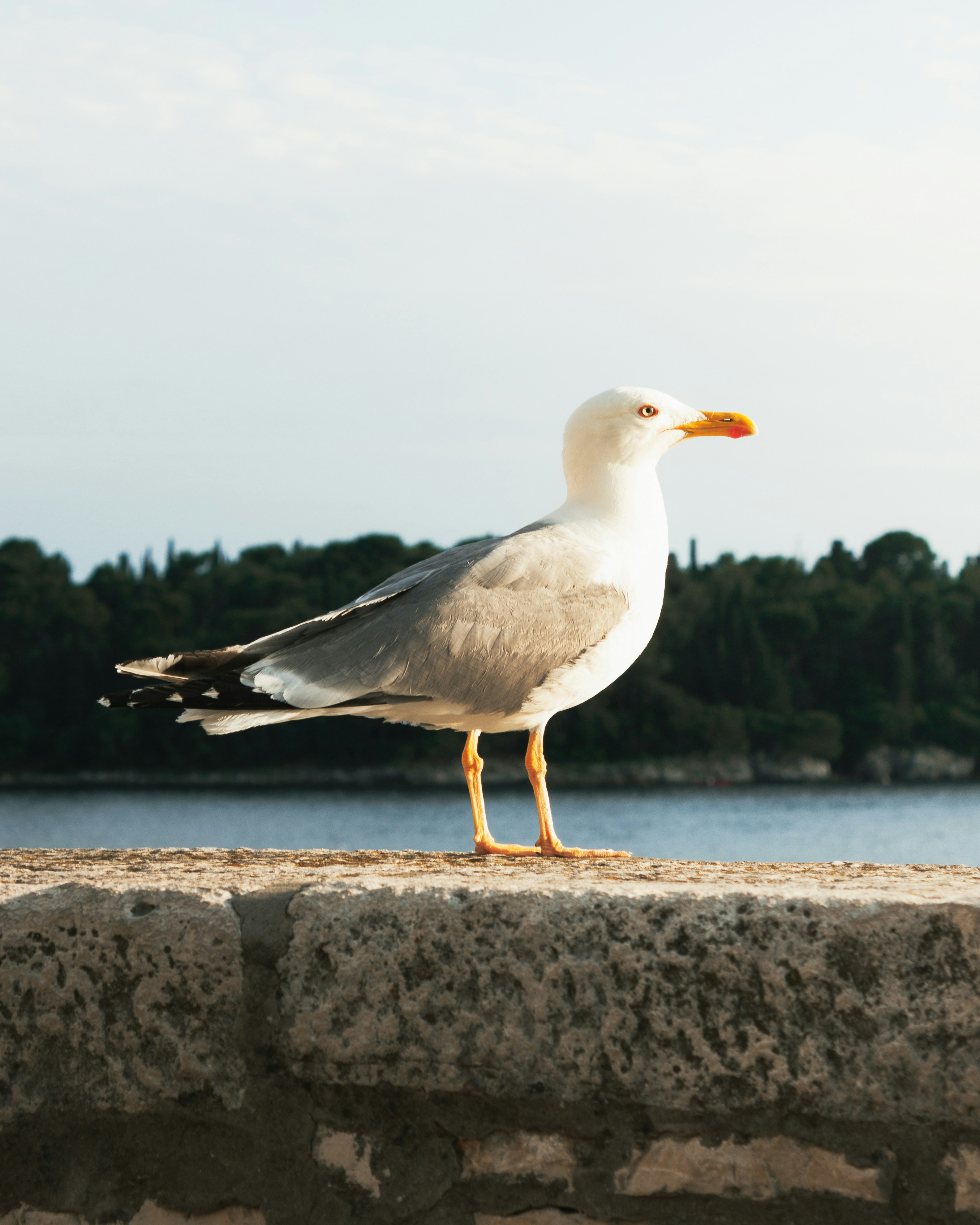 Photo by puskas_dominik