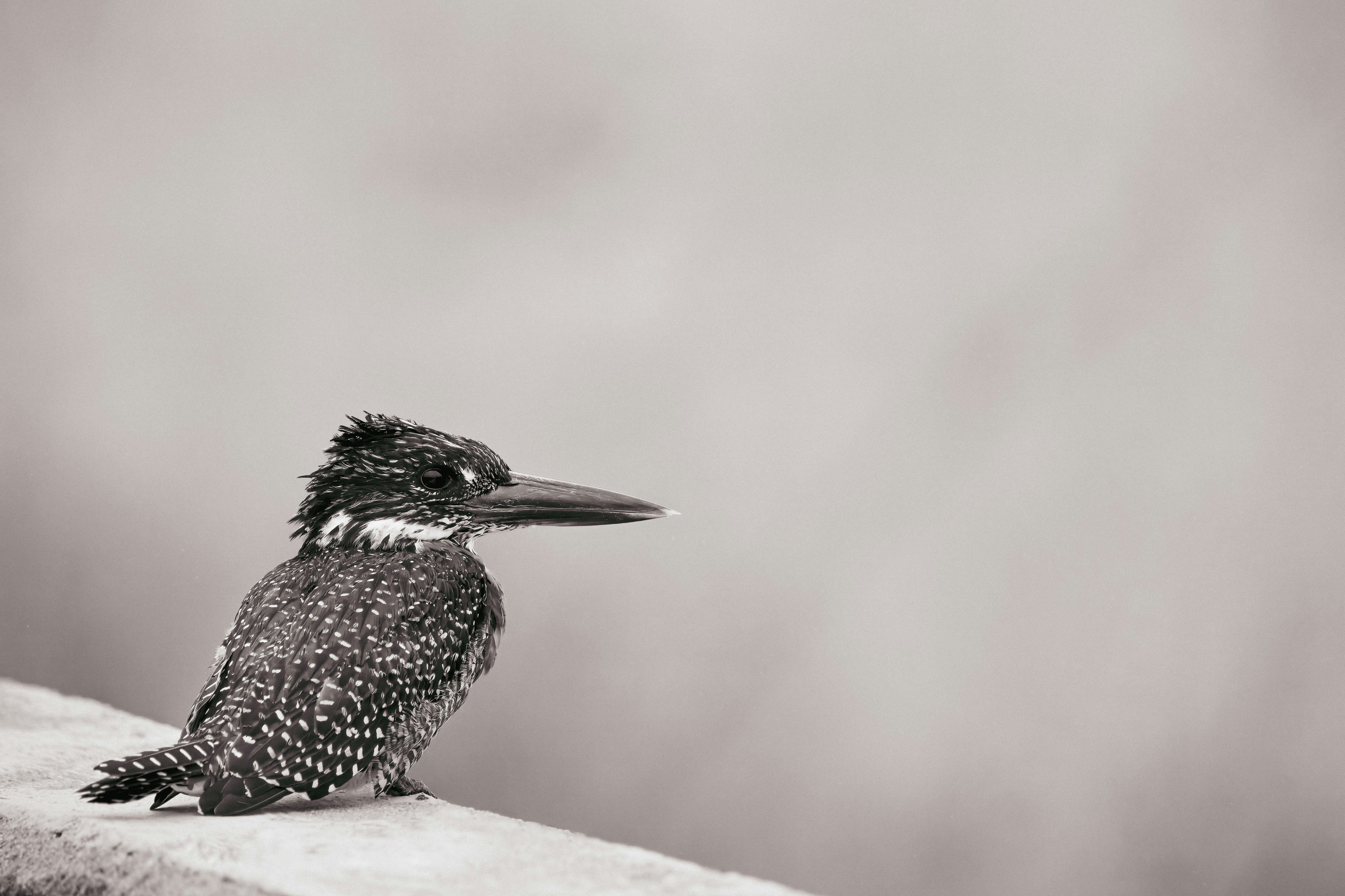 A kingfisher bird sits patiently and looks away.