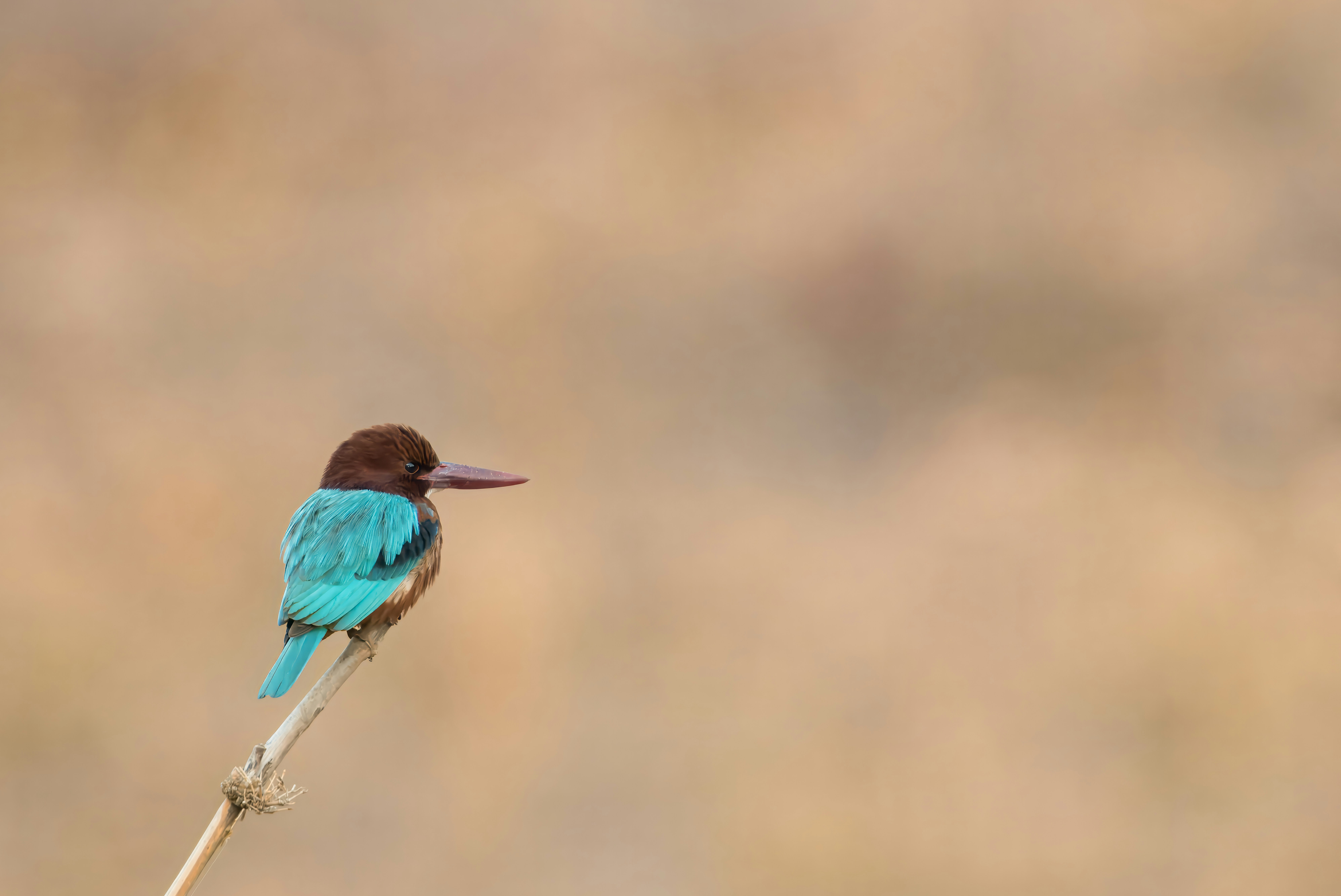 A kingfisher bird sits on a twig.