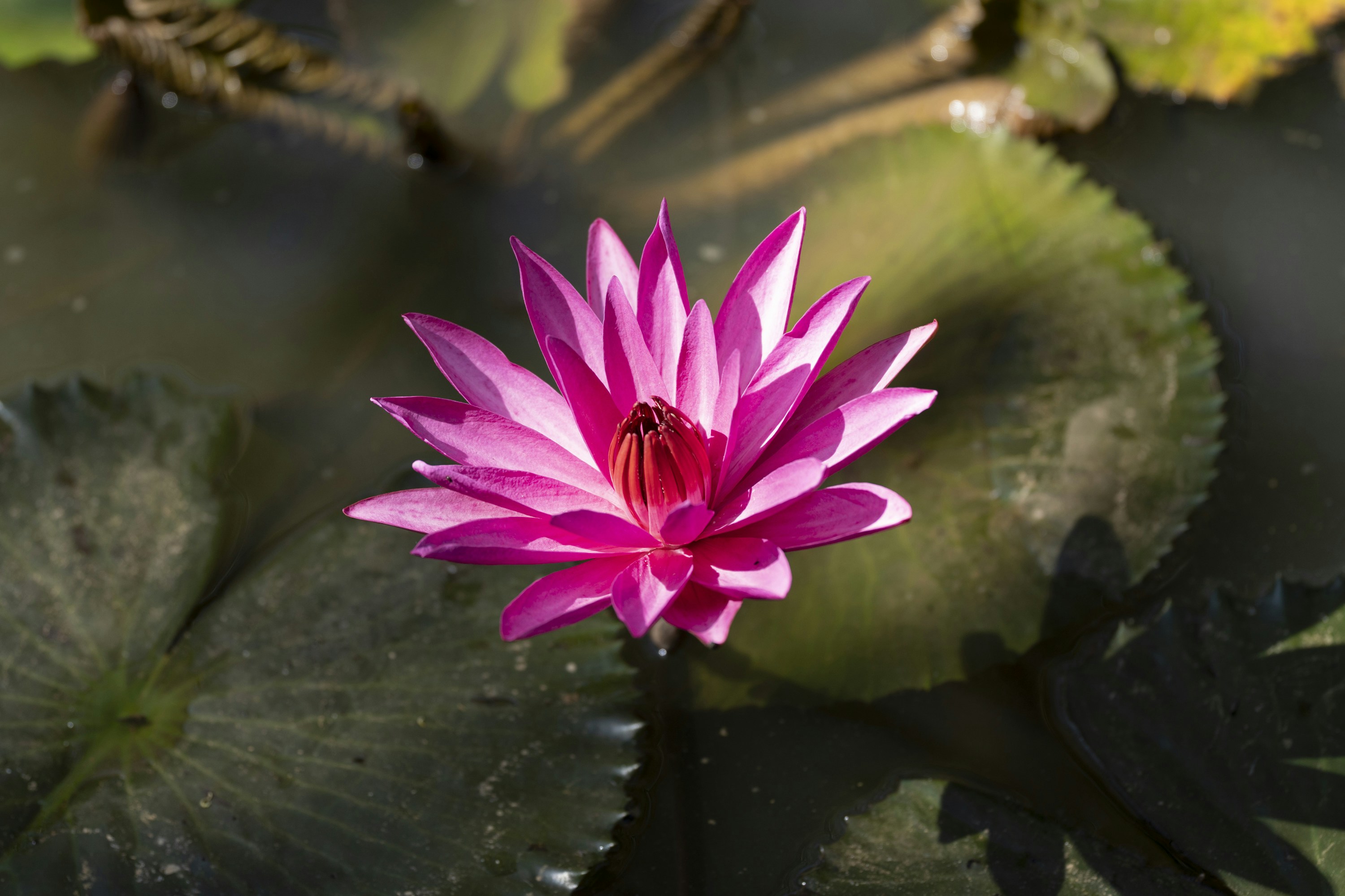 Photo by hanspetertraunig