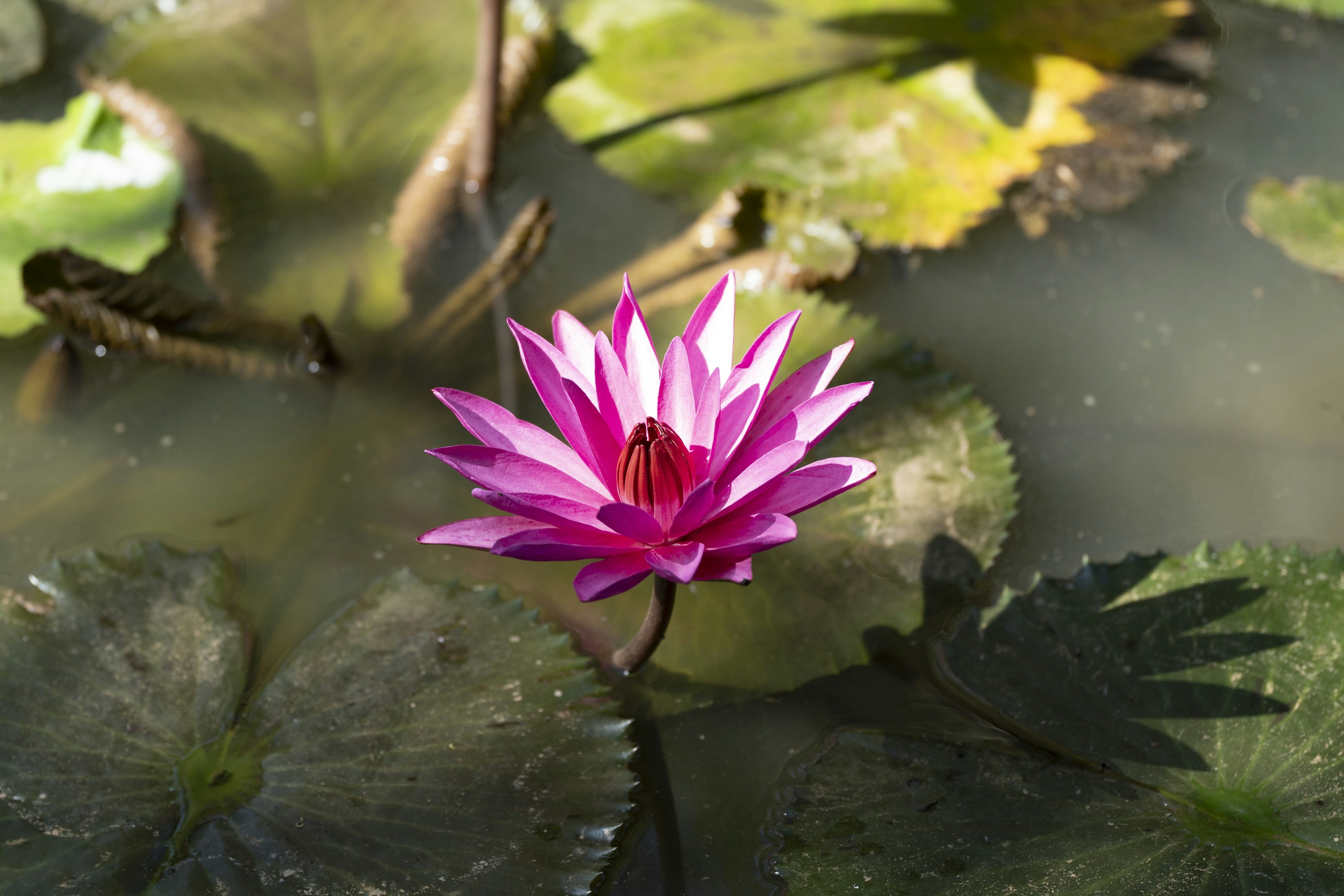 Photo by hanspetertraunig