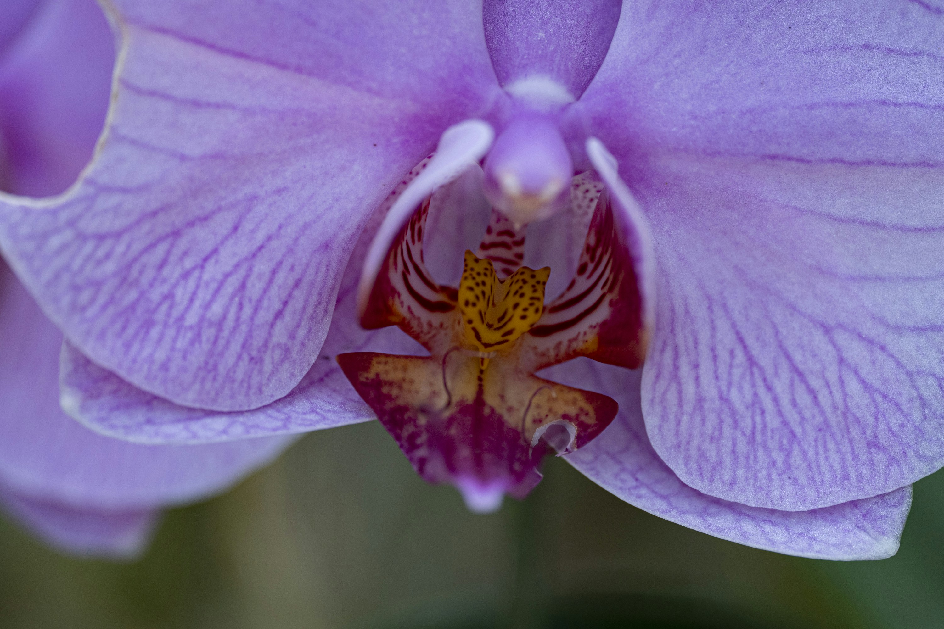 Photo by hanspetertraunig