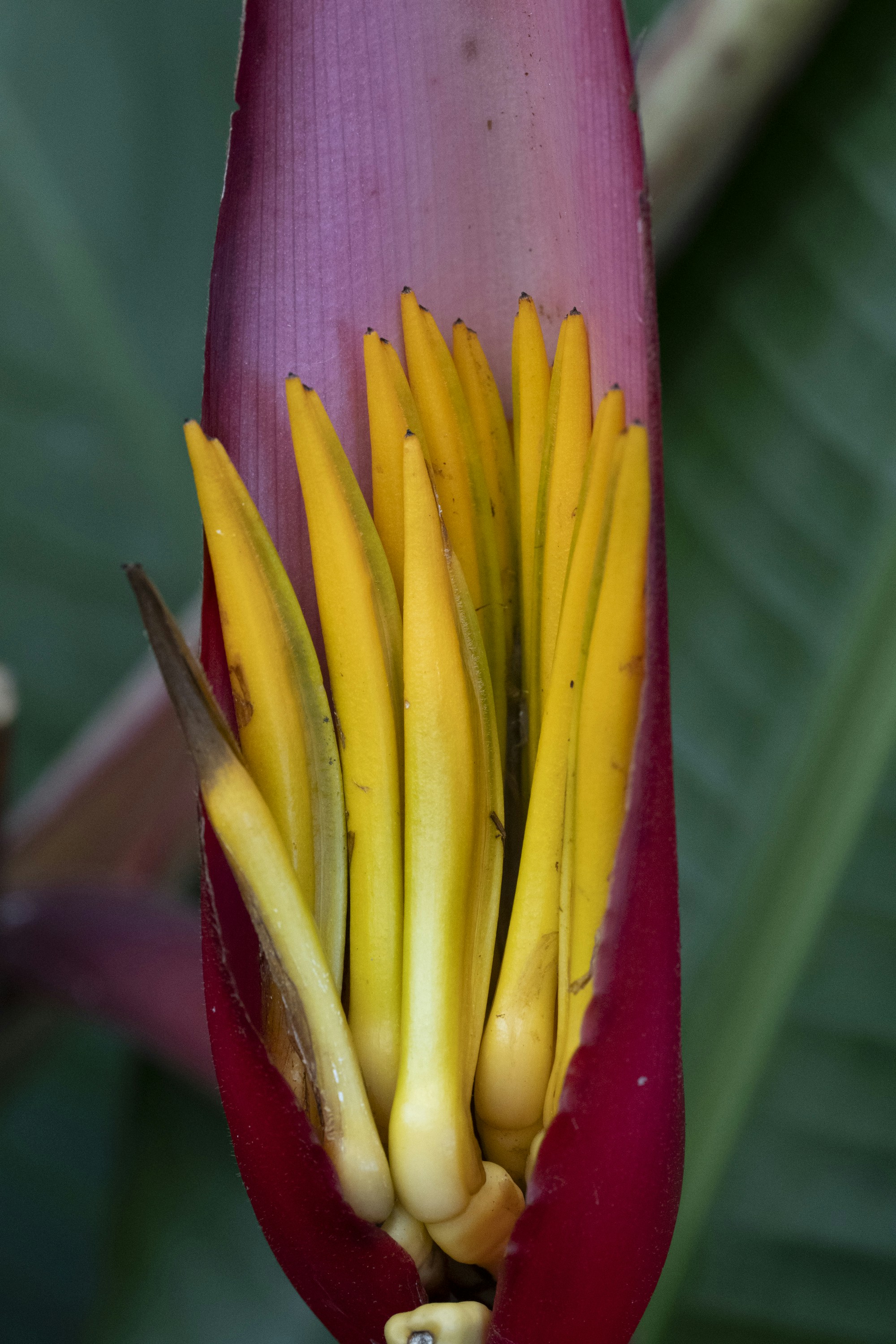 A close-up shot of a blooming banana flower.
