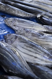 Freshly caught fish laid out on display.
