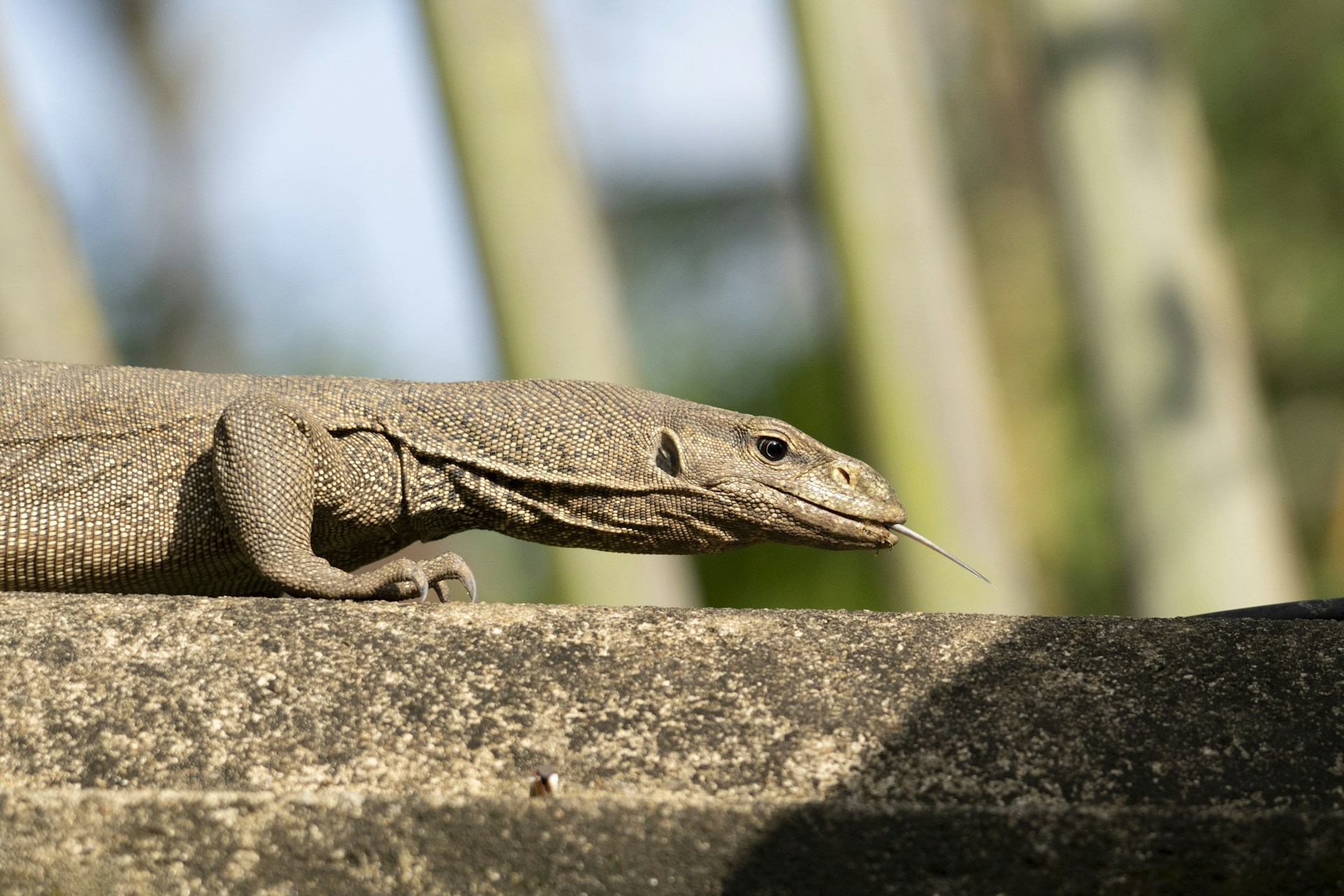 A lizard sits on a wall, sticking its tongue out.