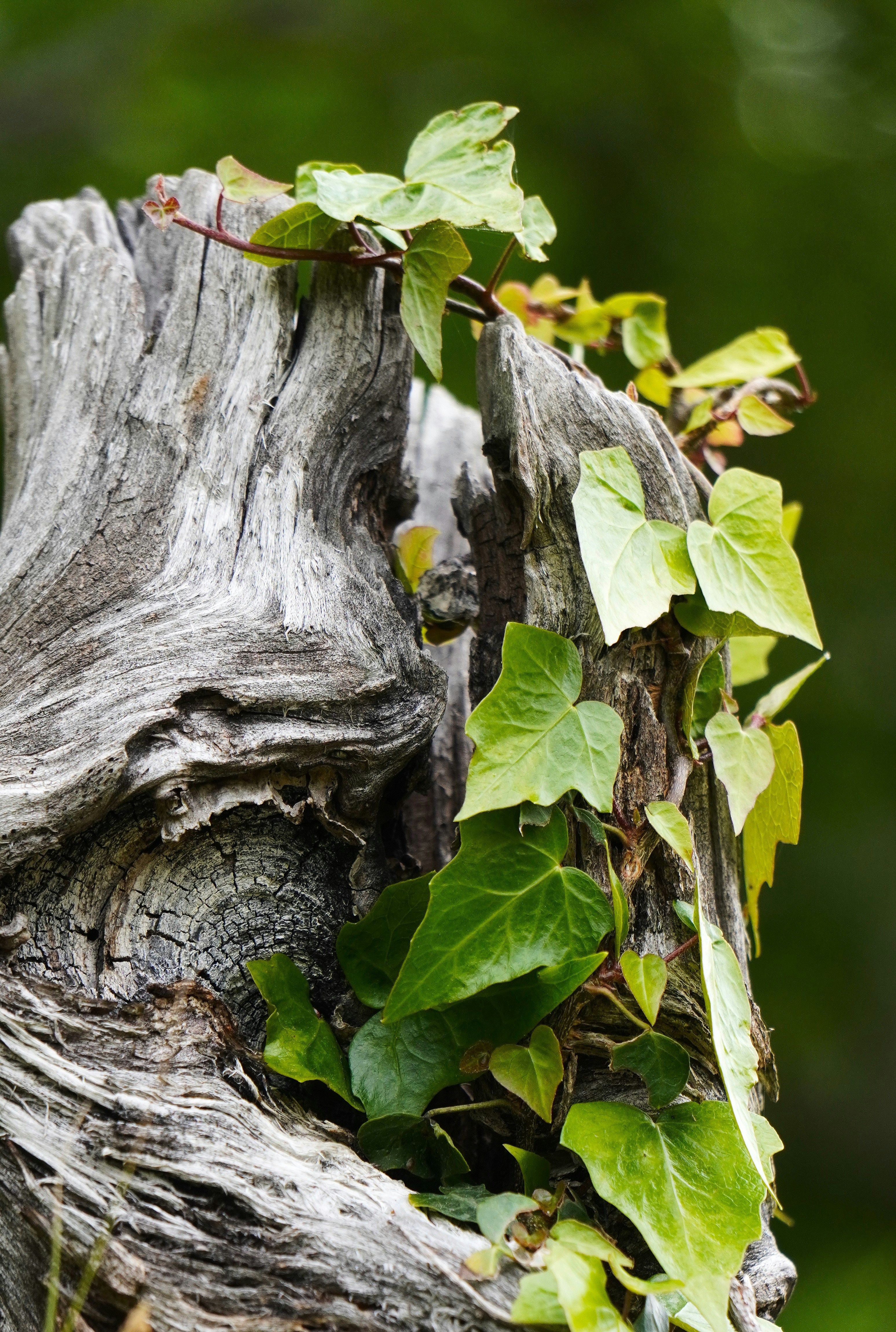 Photo by aditipanatu95