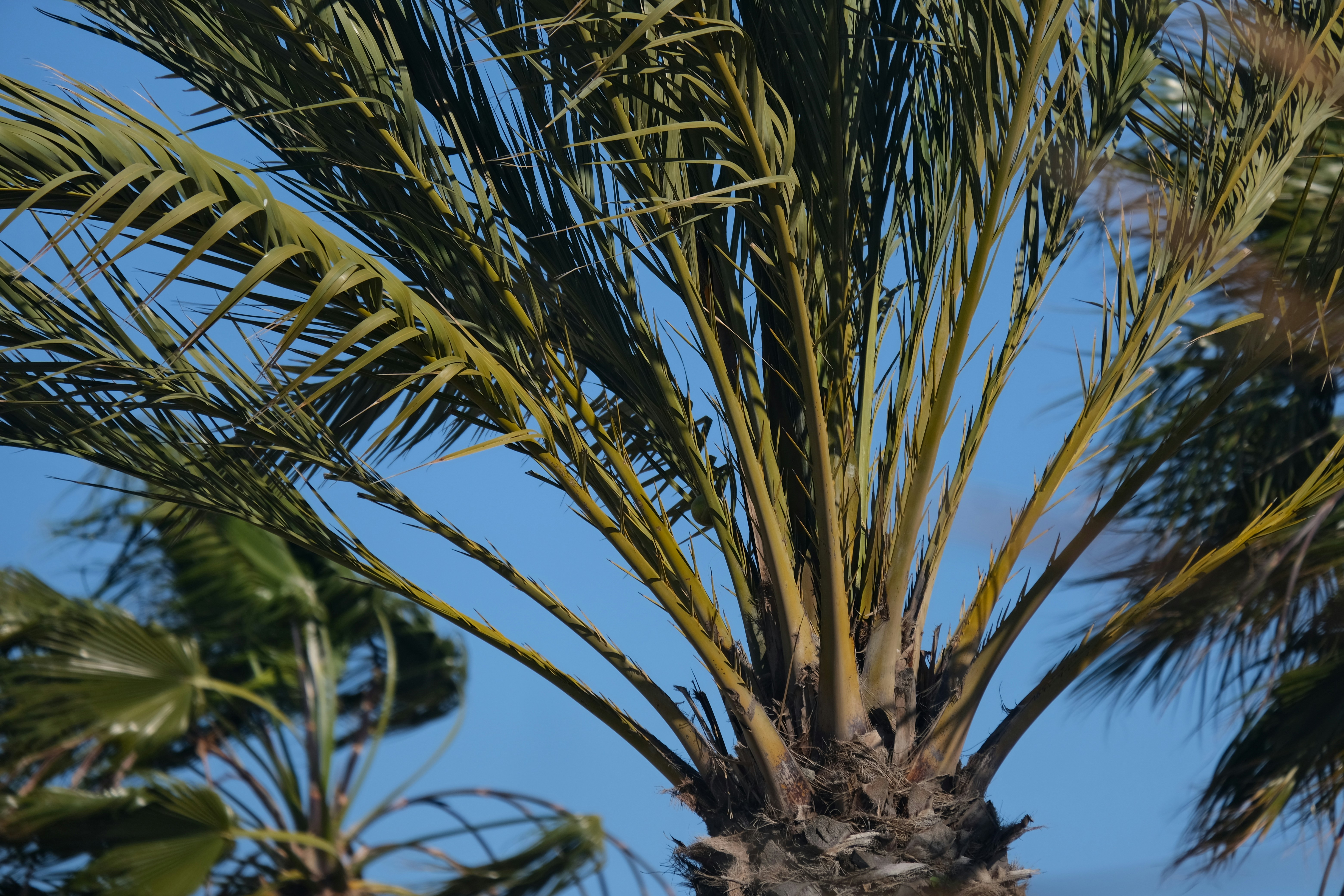 Palm tree fronds against a bright blue sky.