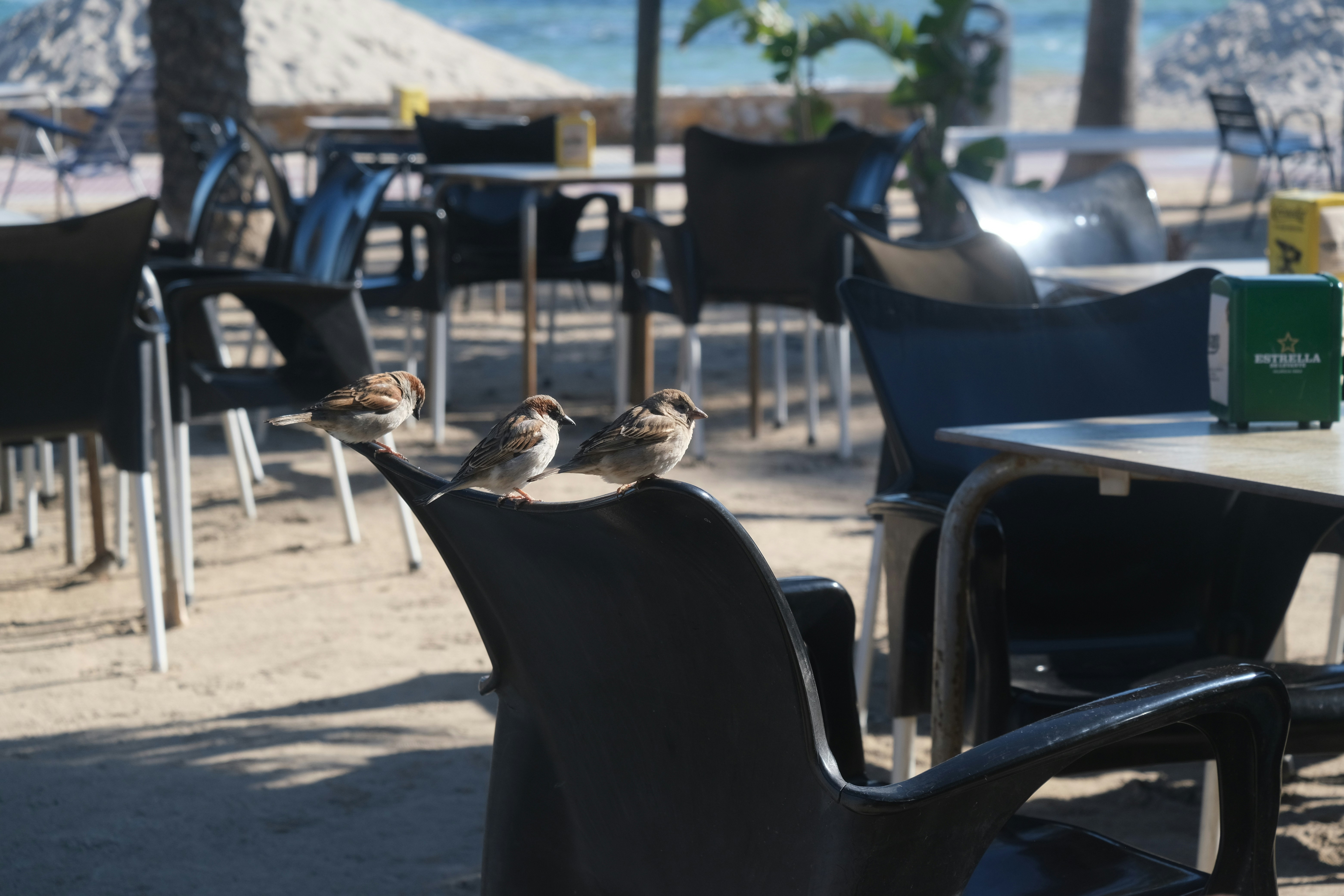 Sparrows perch on chairs near the beach cafe.