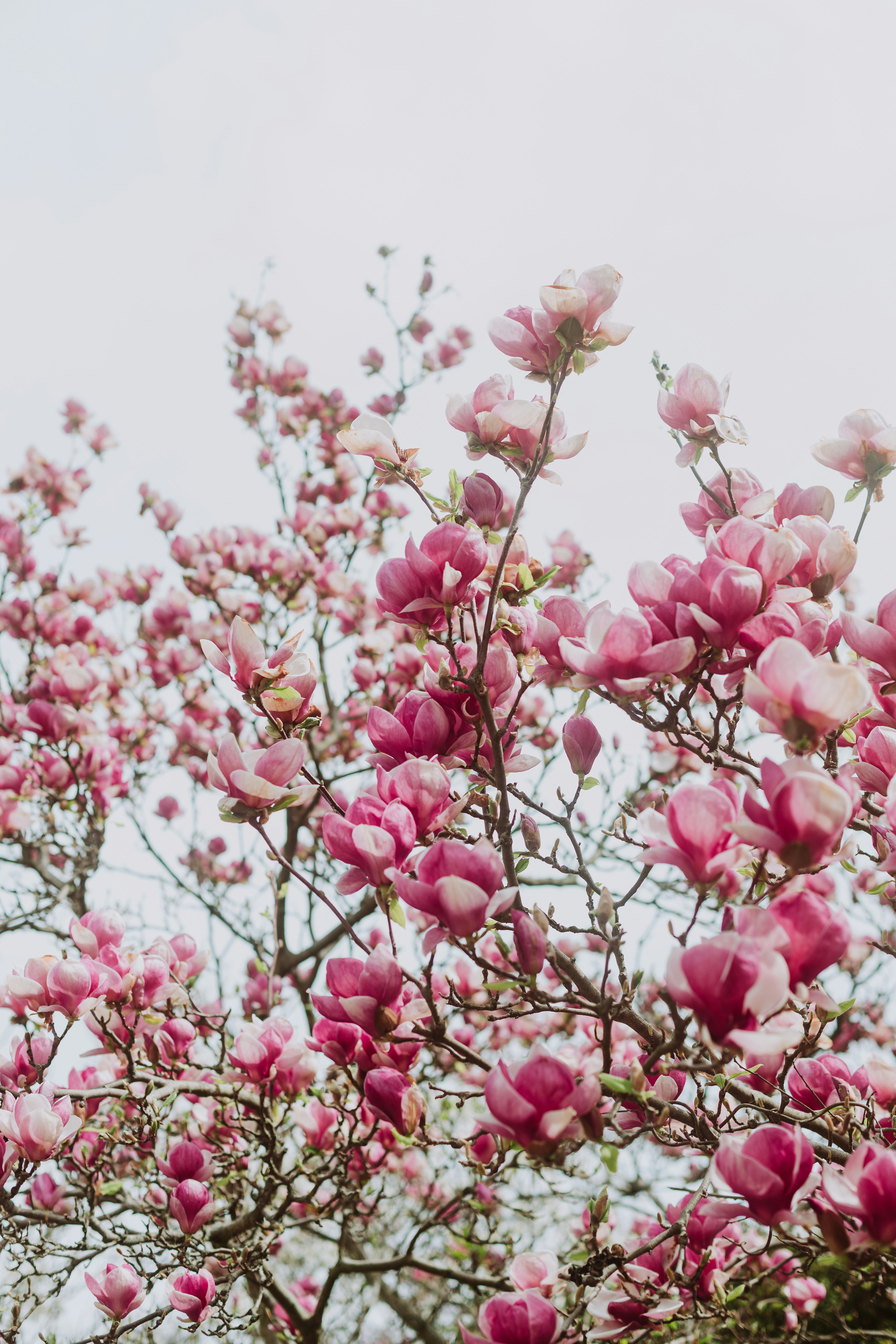 Fleurs de magnolia rose s'épanouissant sur un arbre. photo – Image gratuite  de Fleur sur Unsplash, image size:3000x4500