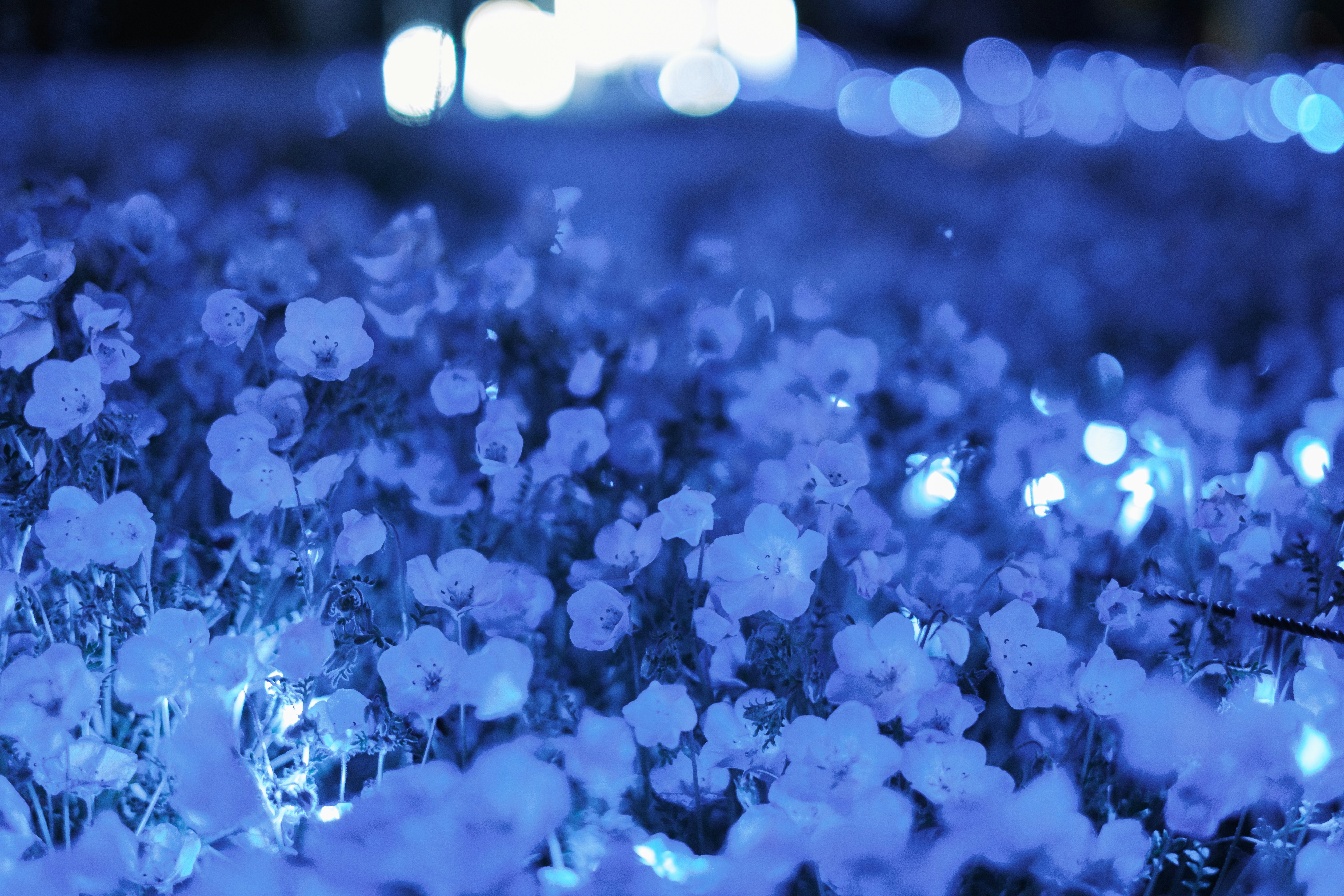 Flowers illuminated by blue lights at night.