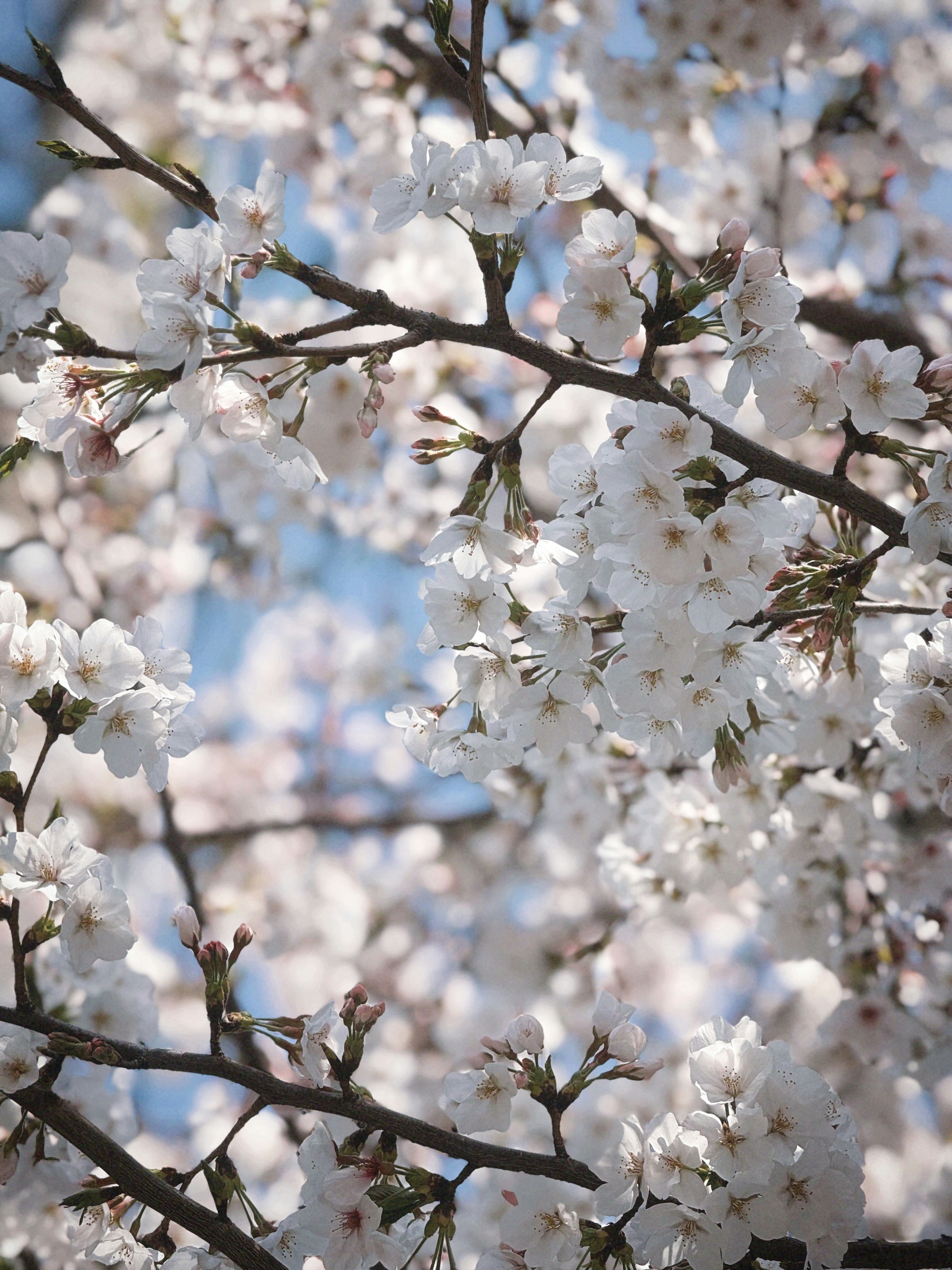 Photo by lilidongdong