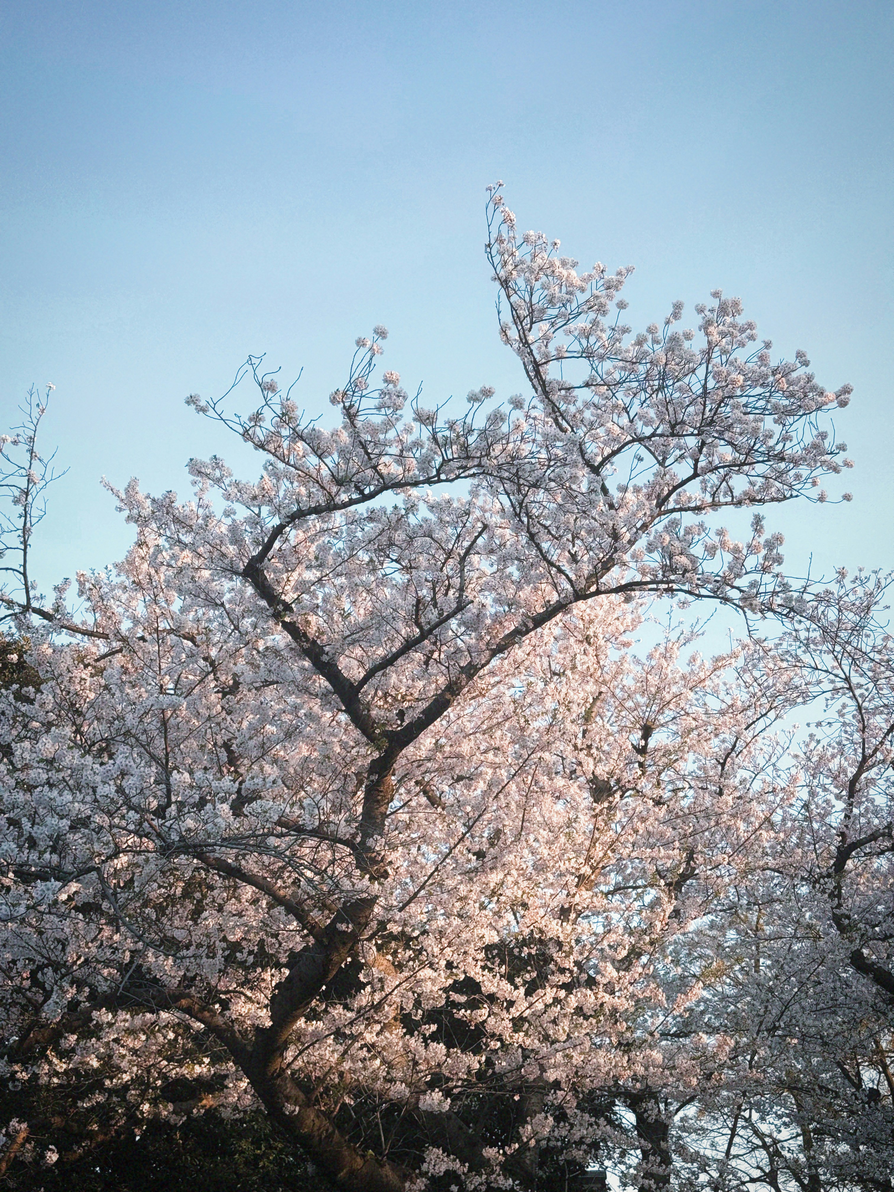 Blossoming cherry trees against a clear blue sky.