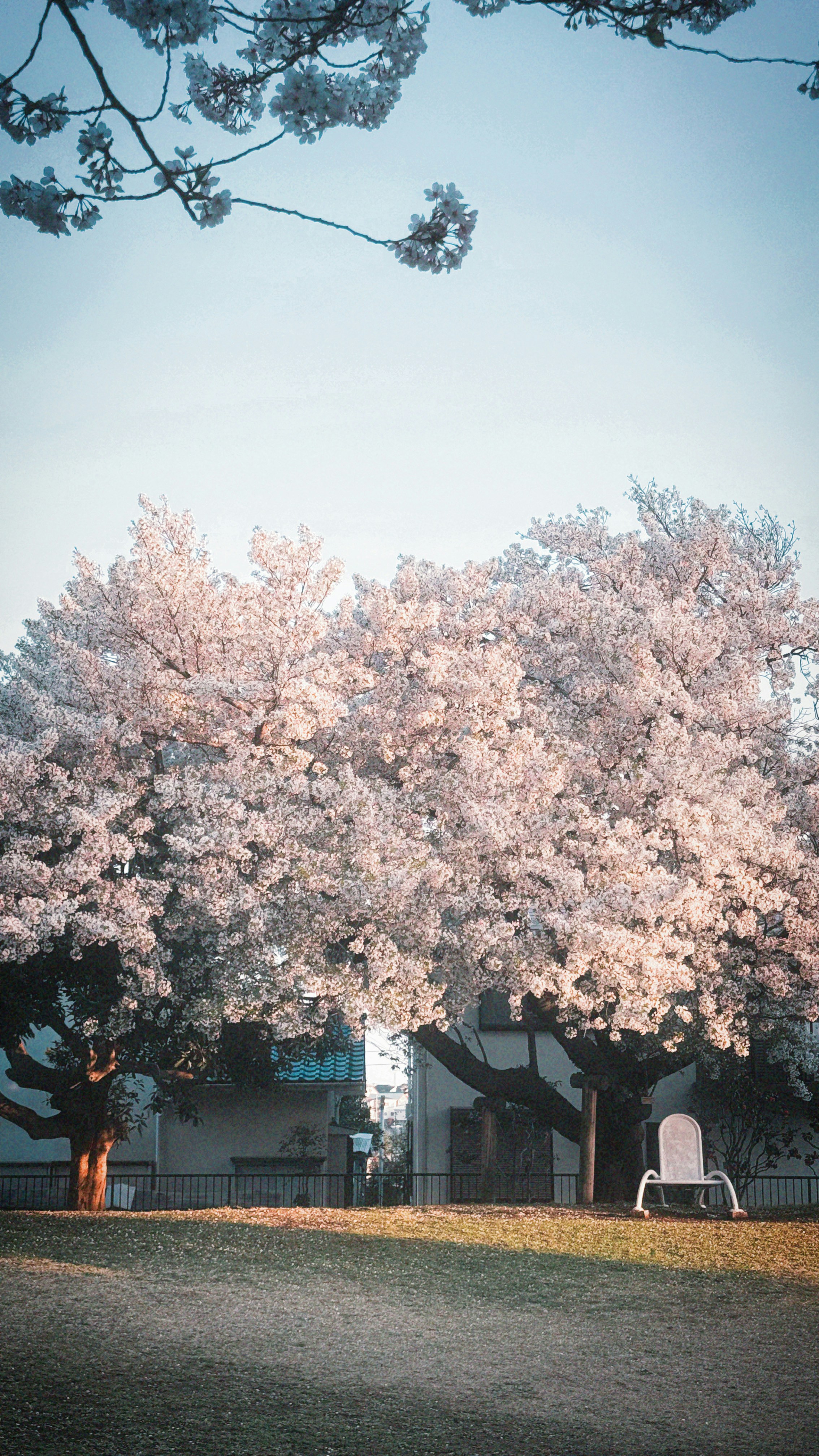 Cherry blossoms bloom beautifully in the park.