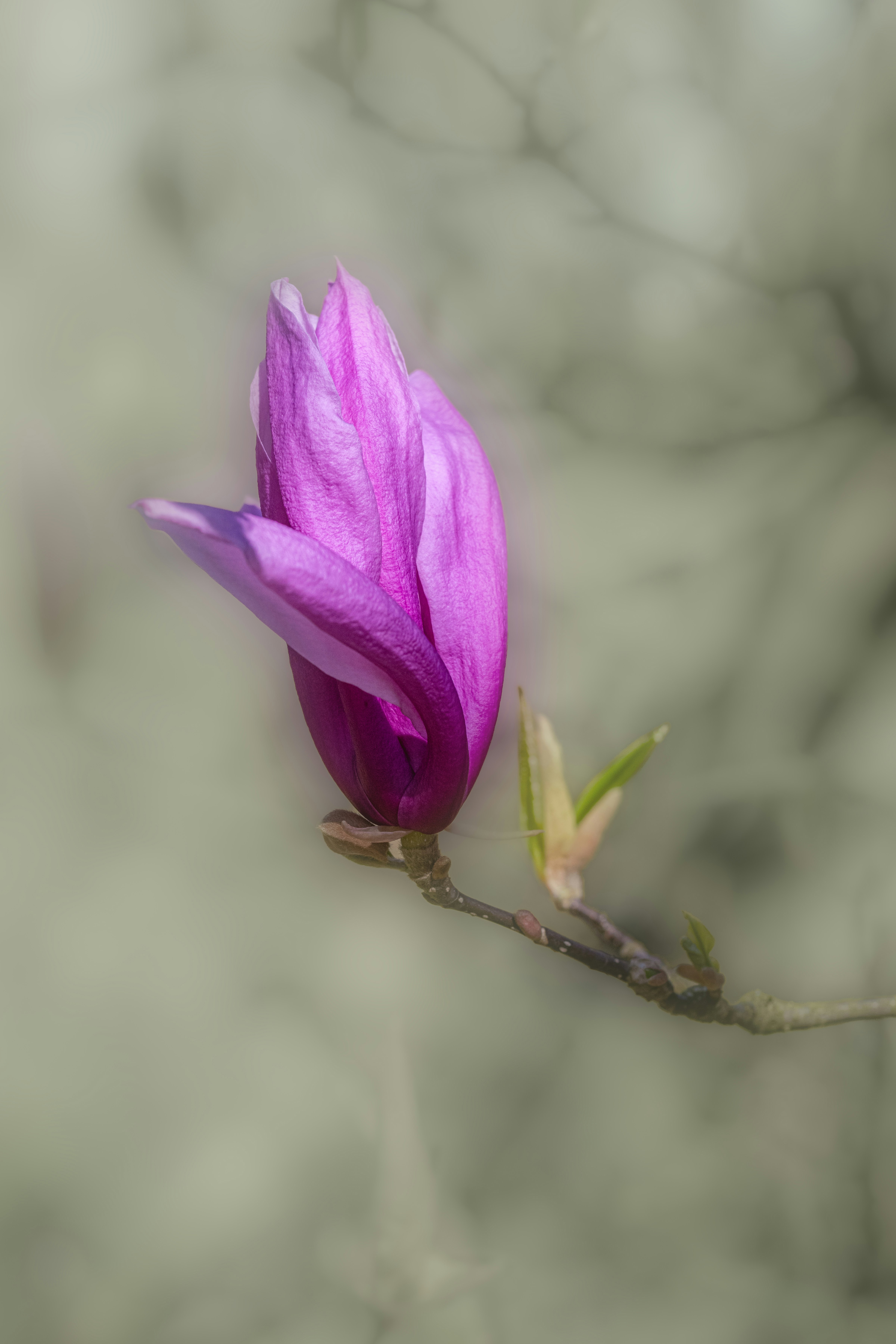 A beautiful, purple magnolia bud.