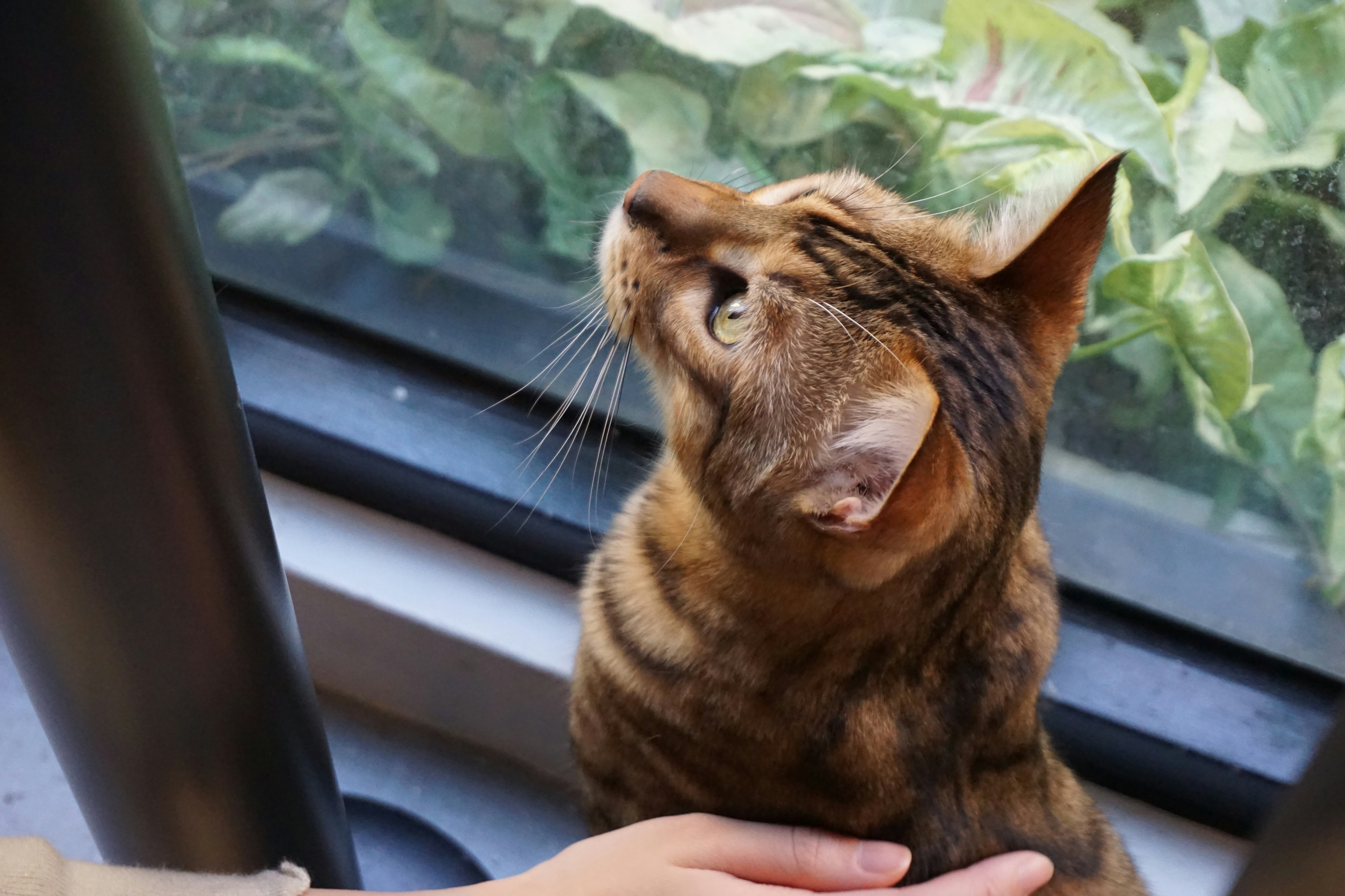 The cat looks up at something outside the window.