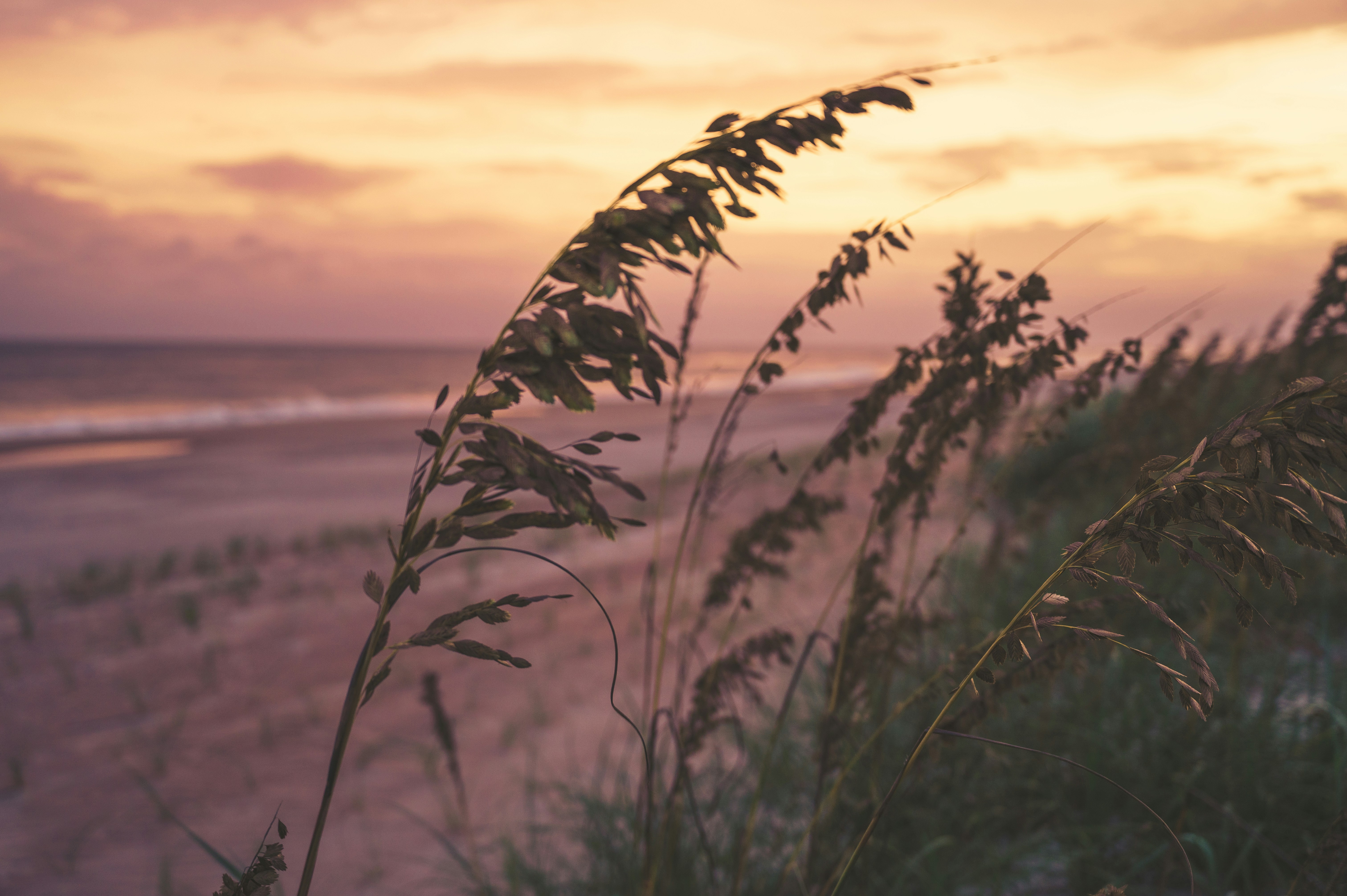 L'erba ondeggia su una spiaggia durante un tramonto colorato.