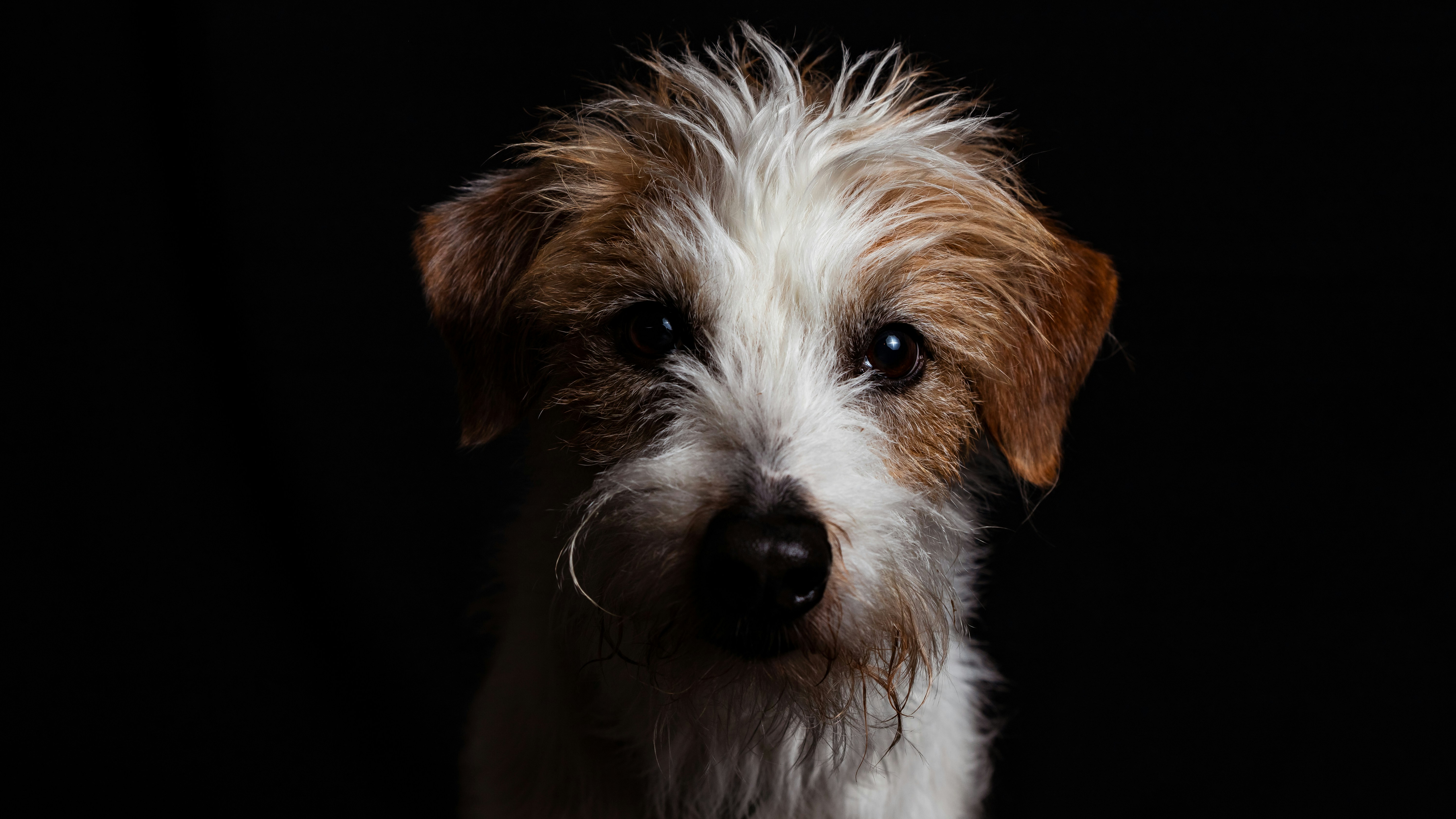 כלב מתוק מחייך למצלמה