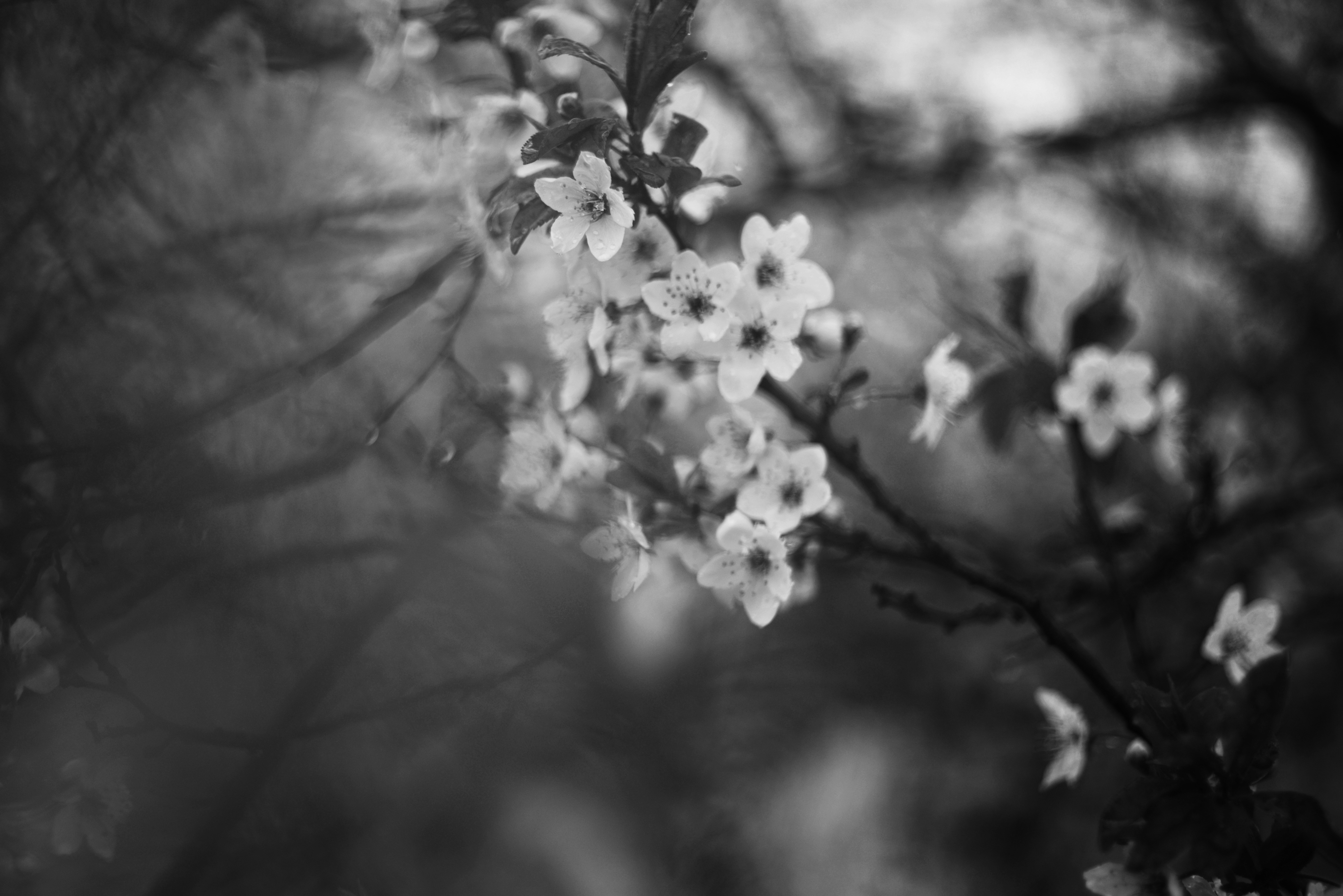 Photo by cherstve_pechivo