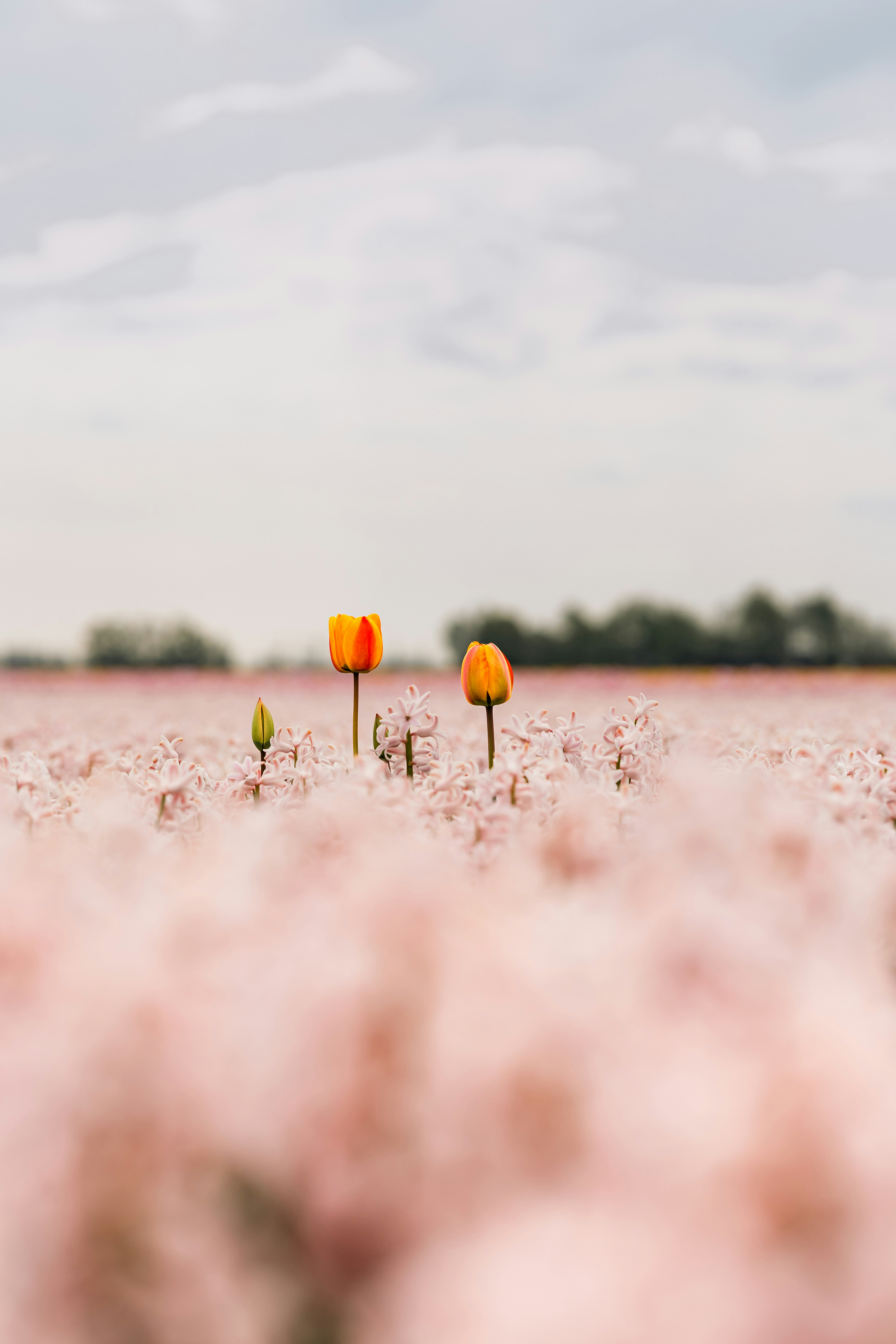 Orange tulips bloom among a field of pink flowers.