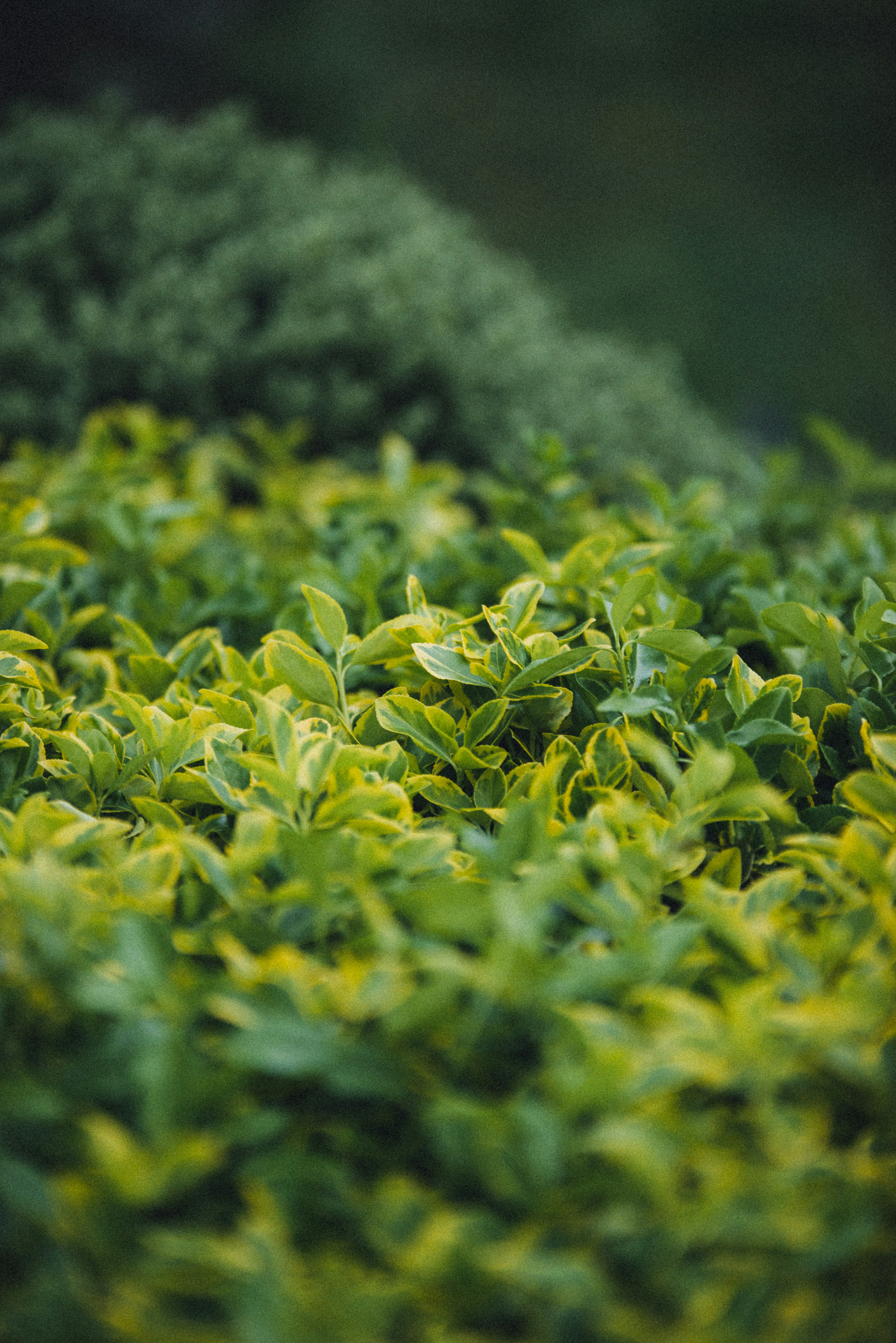 Photo by iamfrancismorgan