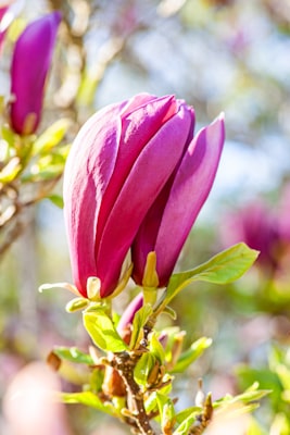 Saucer Magnolia