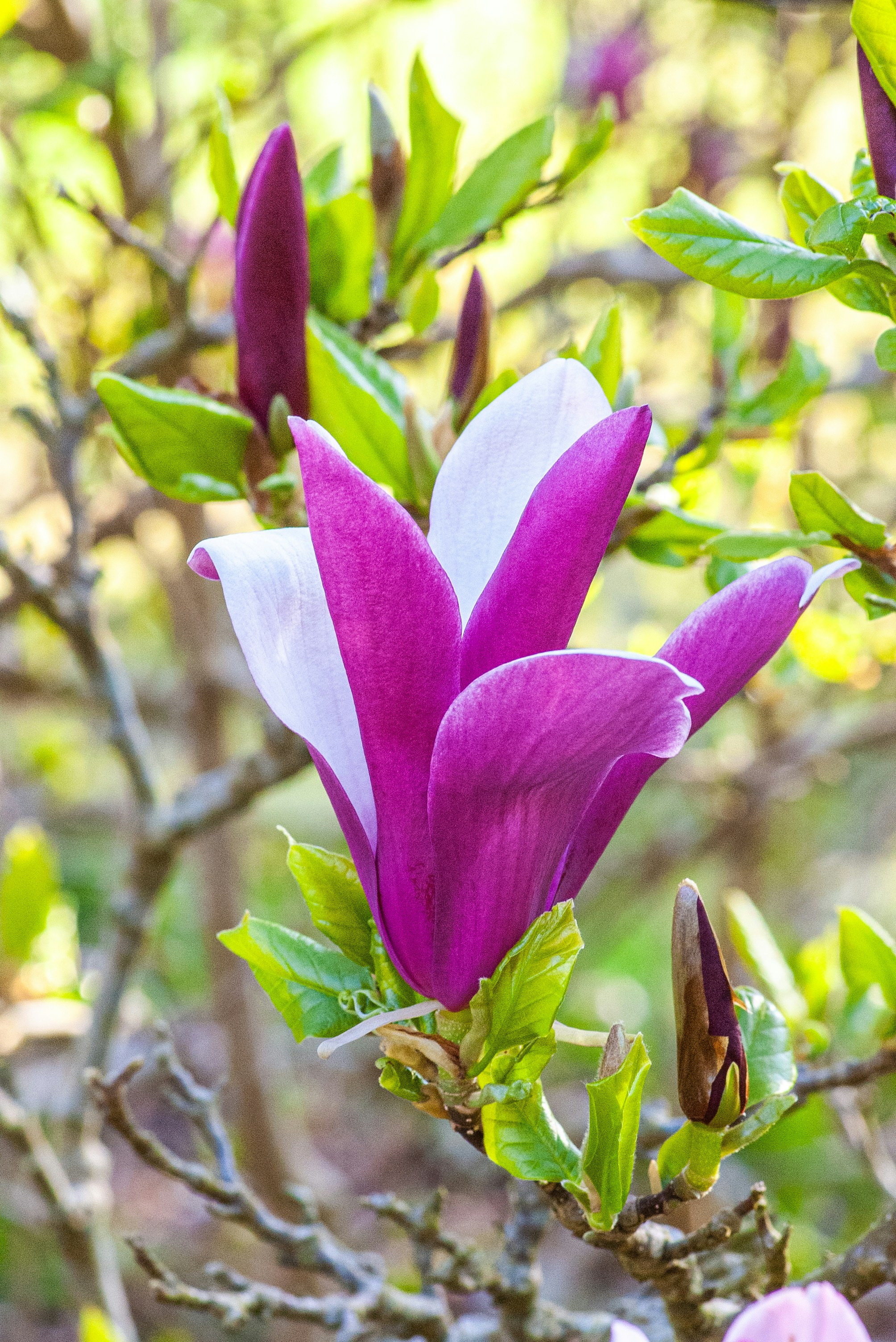 Une belle fleur de magnolia violette en fleurs. photo – Image gratuite de  Fleur sur Unsplash, image size:3000x4494