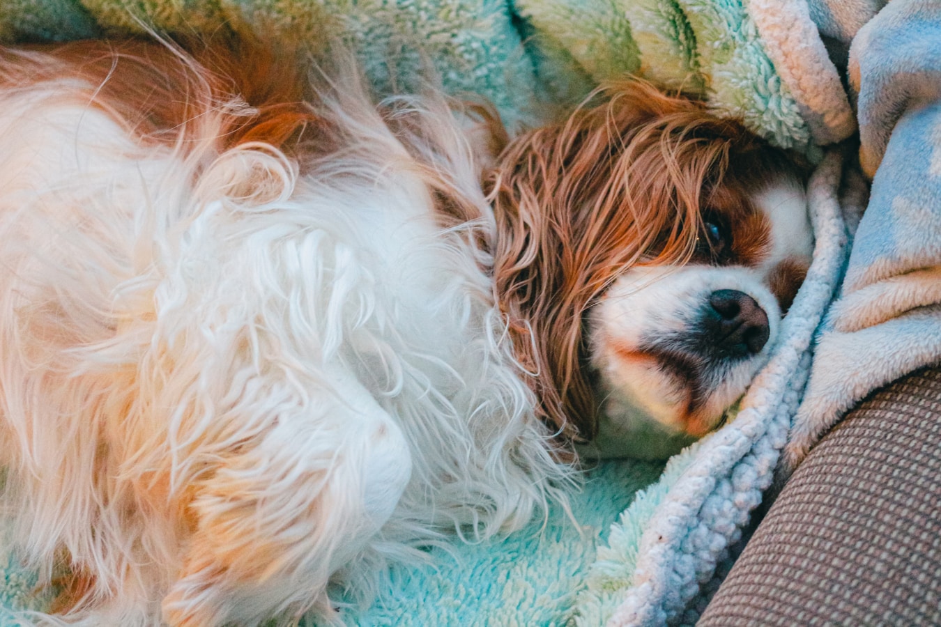 Cavalier King Charles