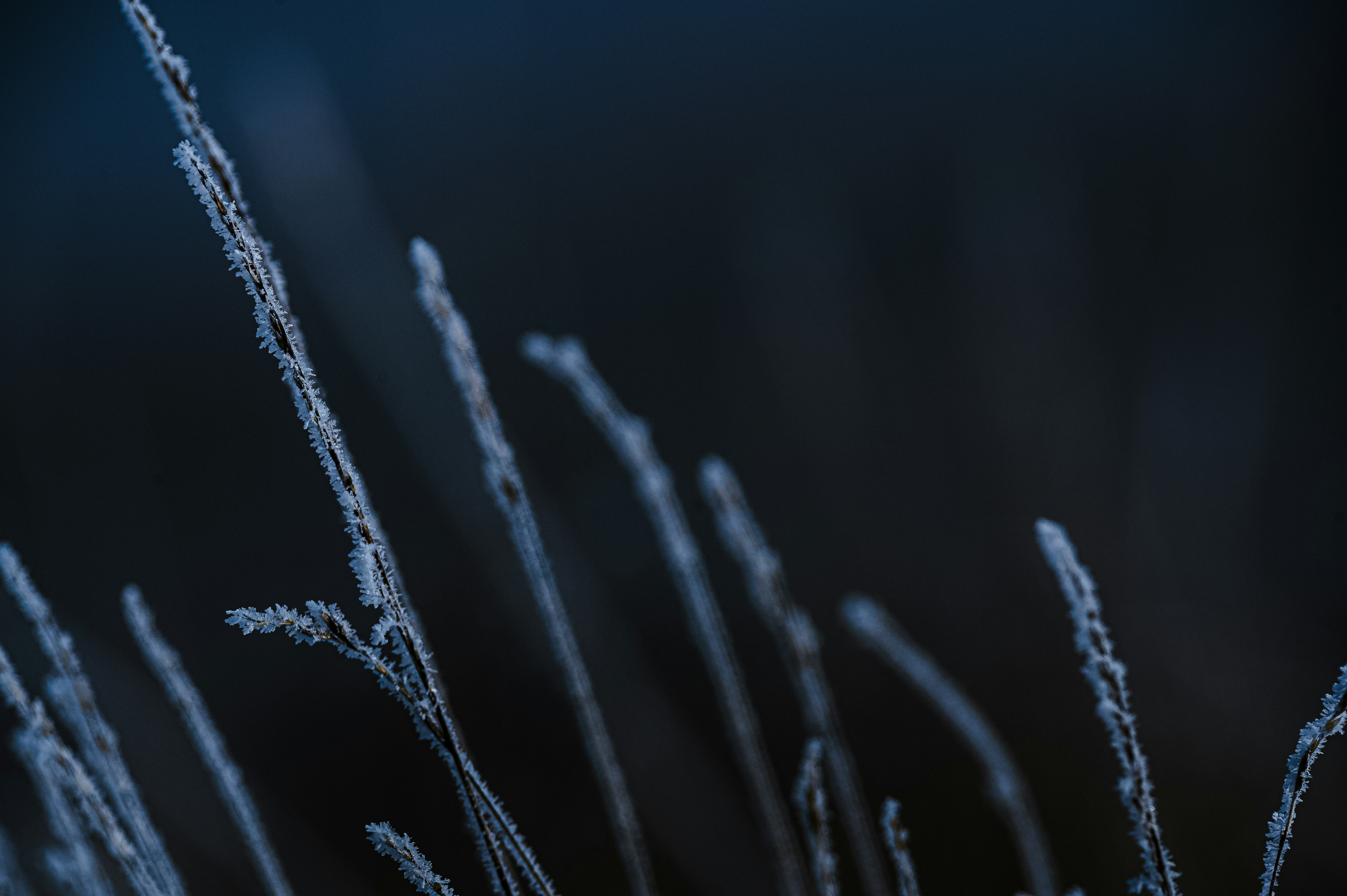 Photo by lucaakalu