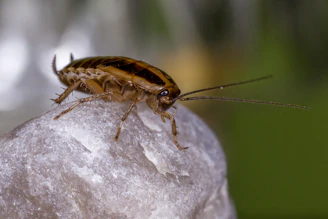 A cockroach is perched on a textured surface.