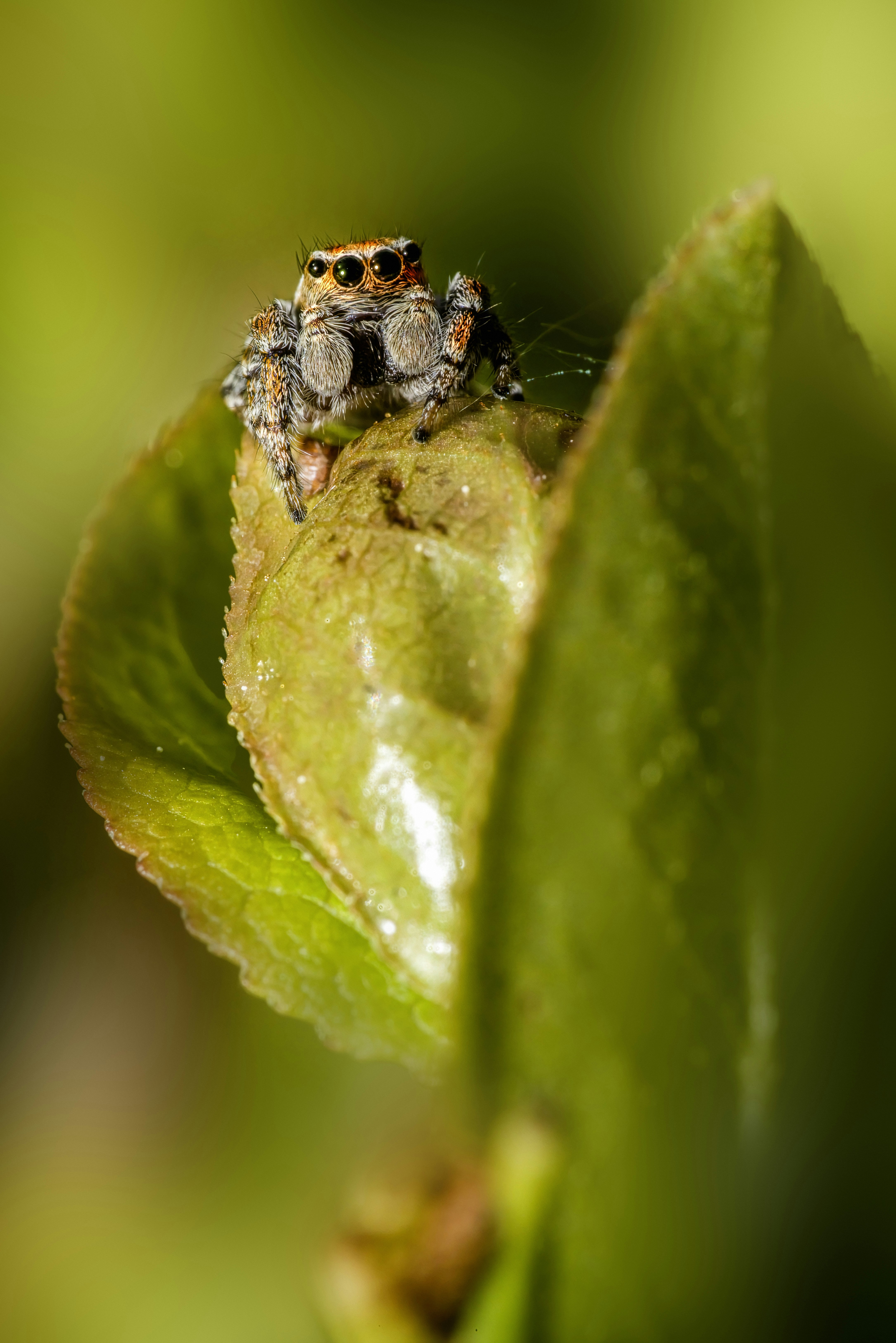 Photo by erik_karits