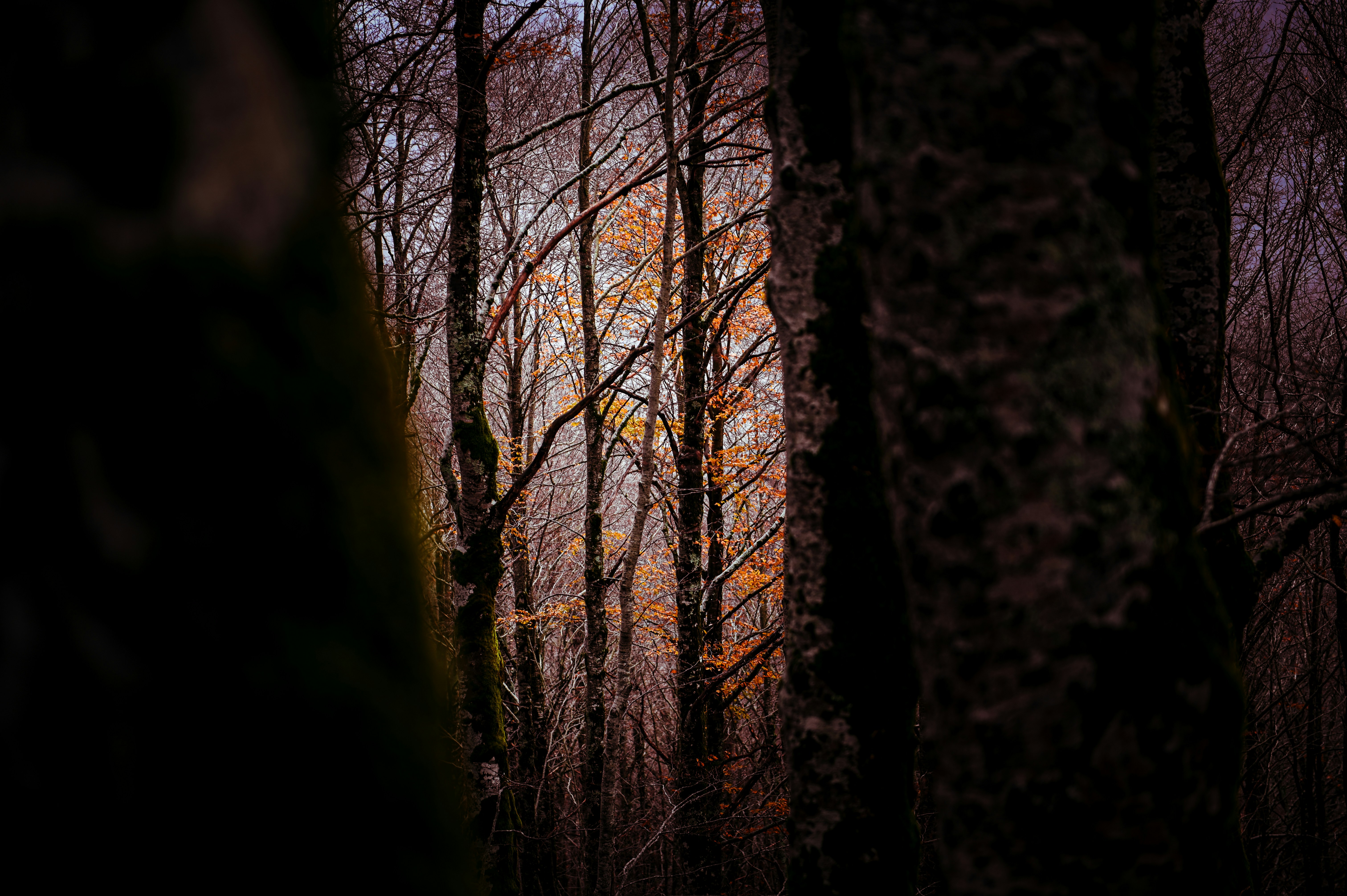 Photo by lucaakalu