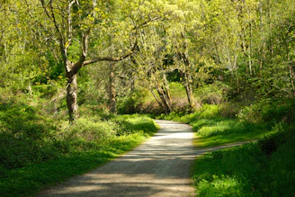 A winding path winds through a lush green forest.