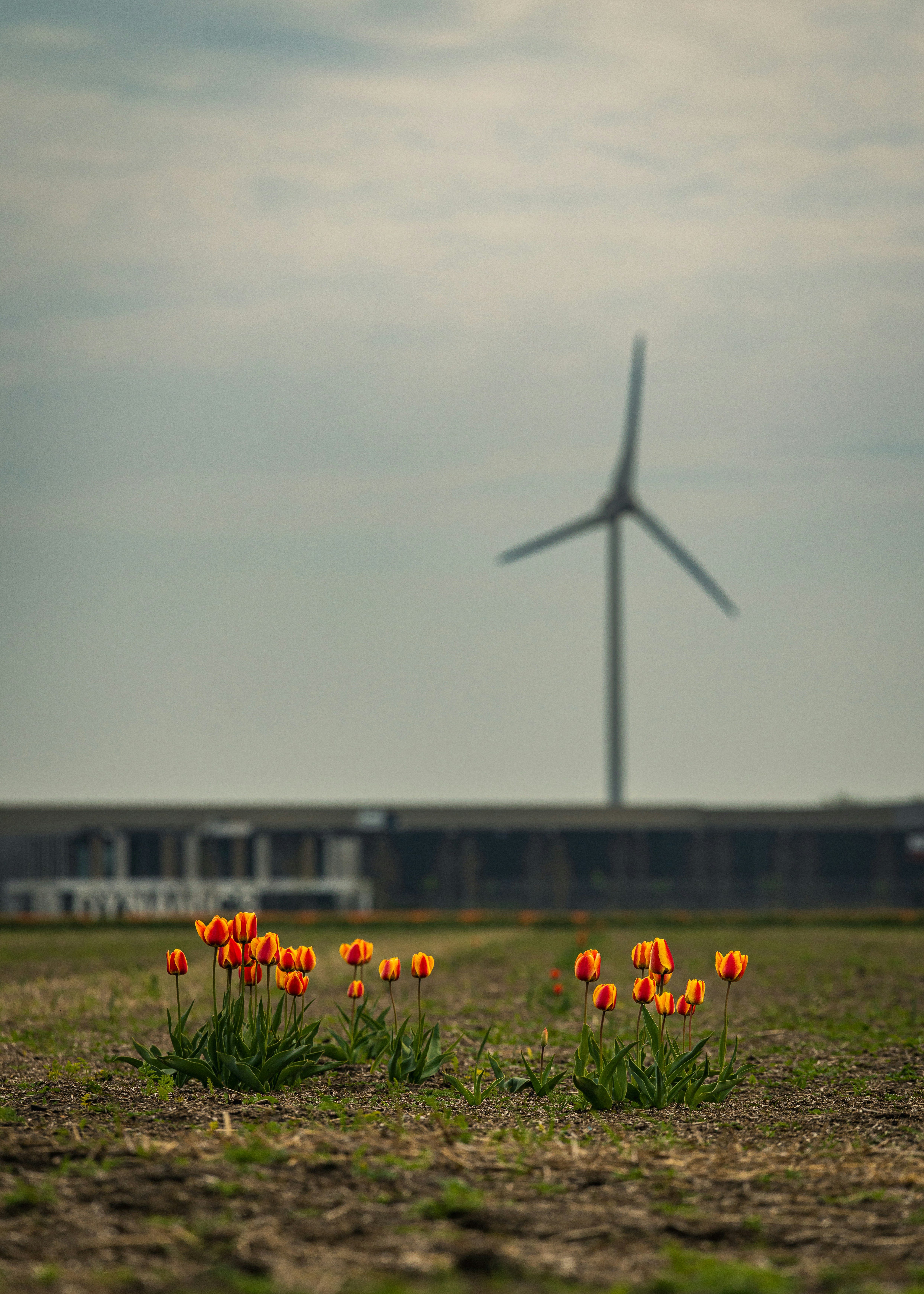 チューリップが咲き乱れ、背景にはぼやけた風車が咲いています。