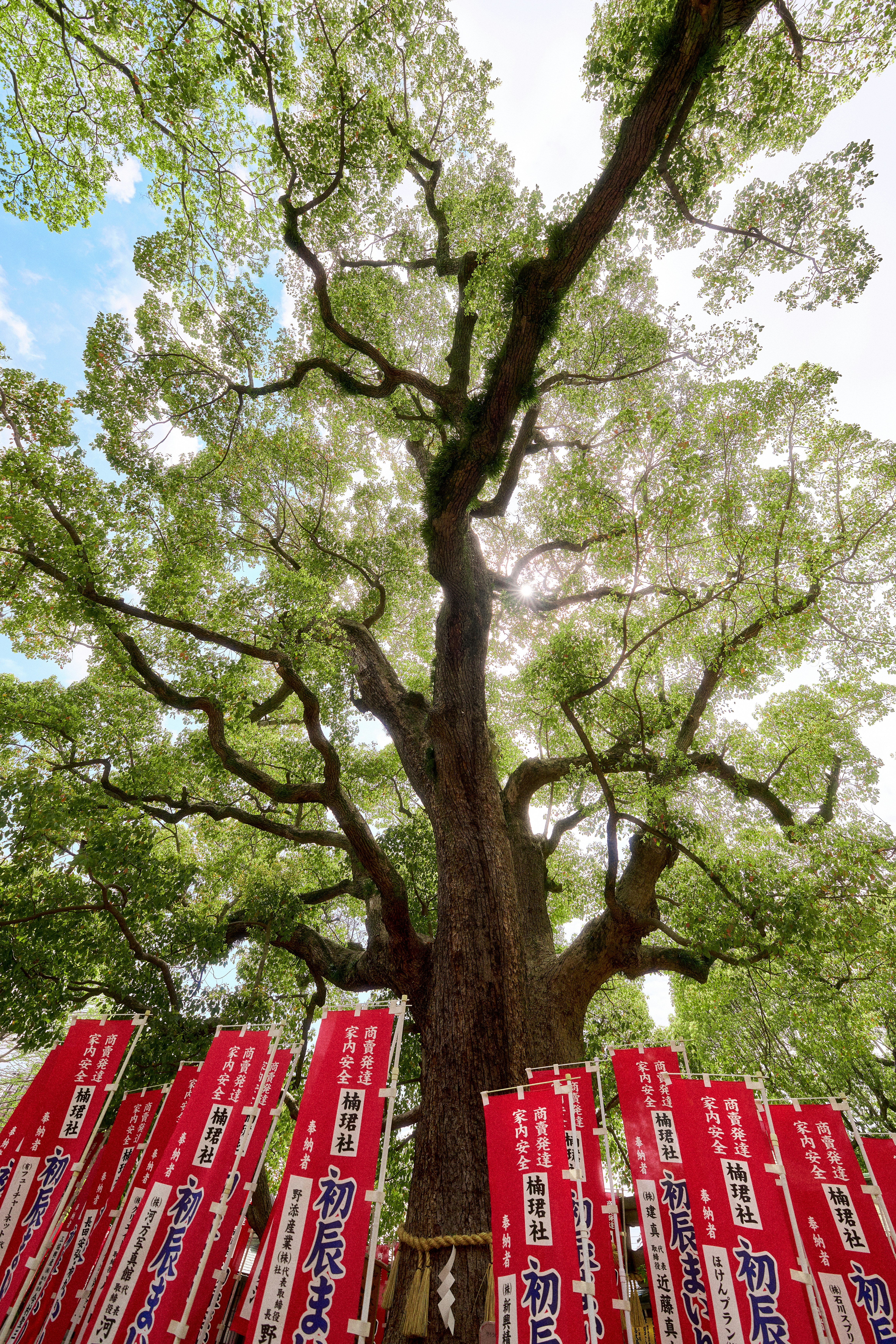 A tall tree reaches towards the sky