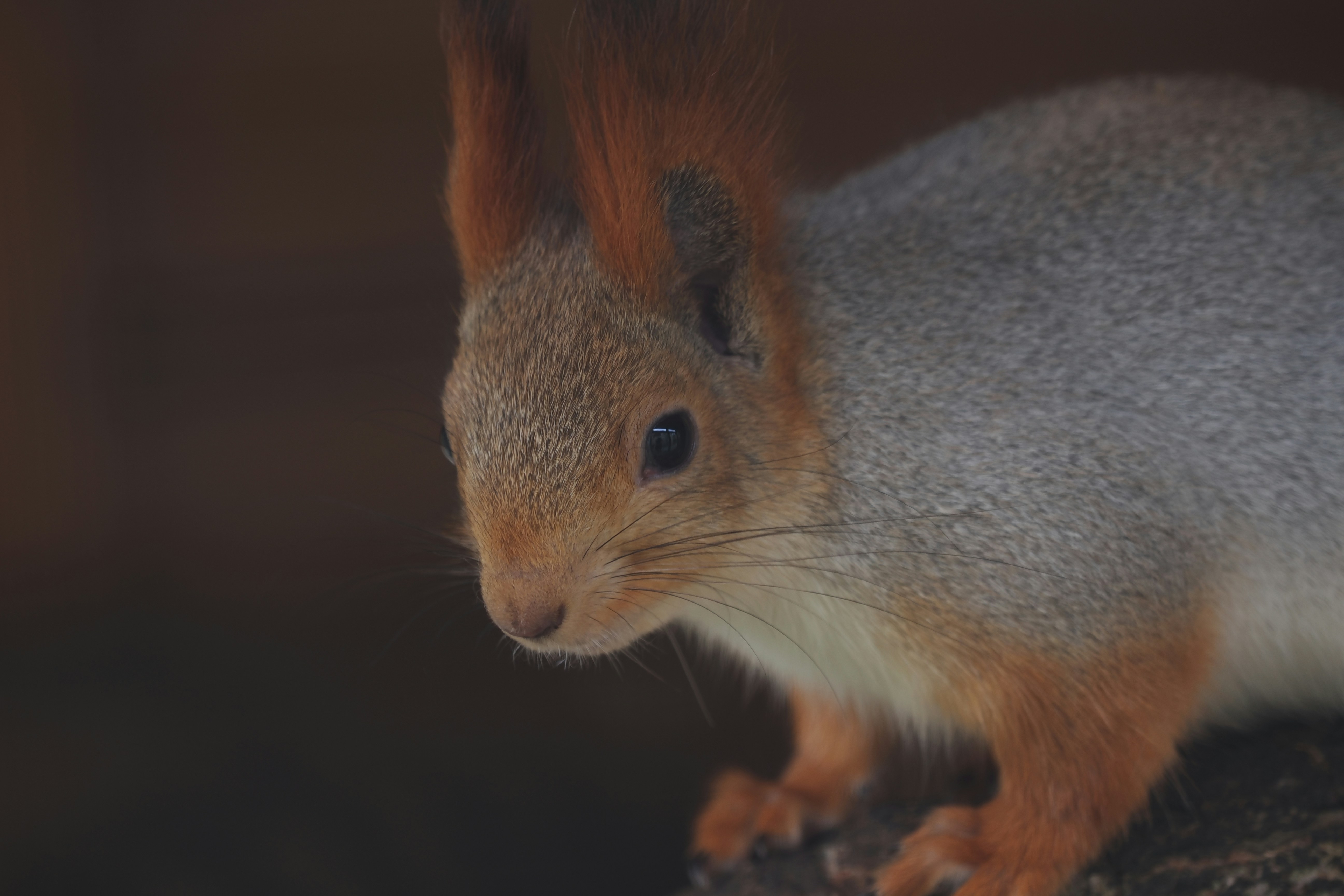 Photo by fotografie_thomas_nolte