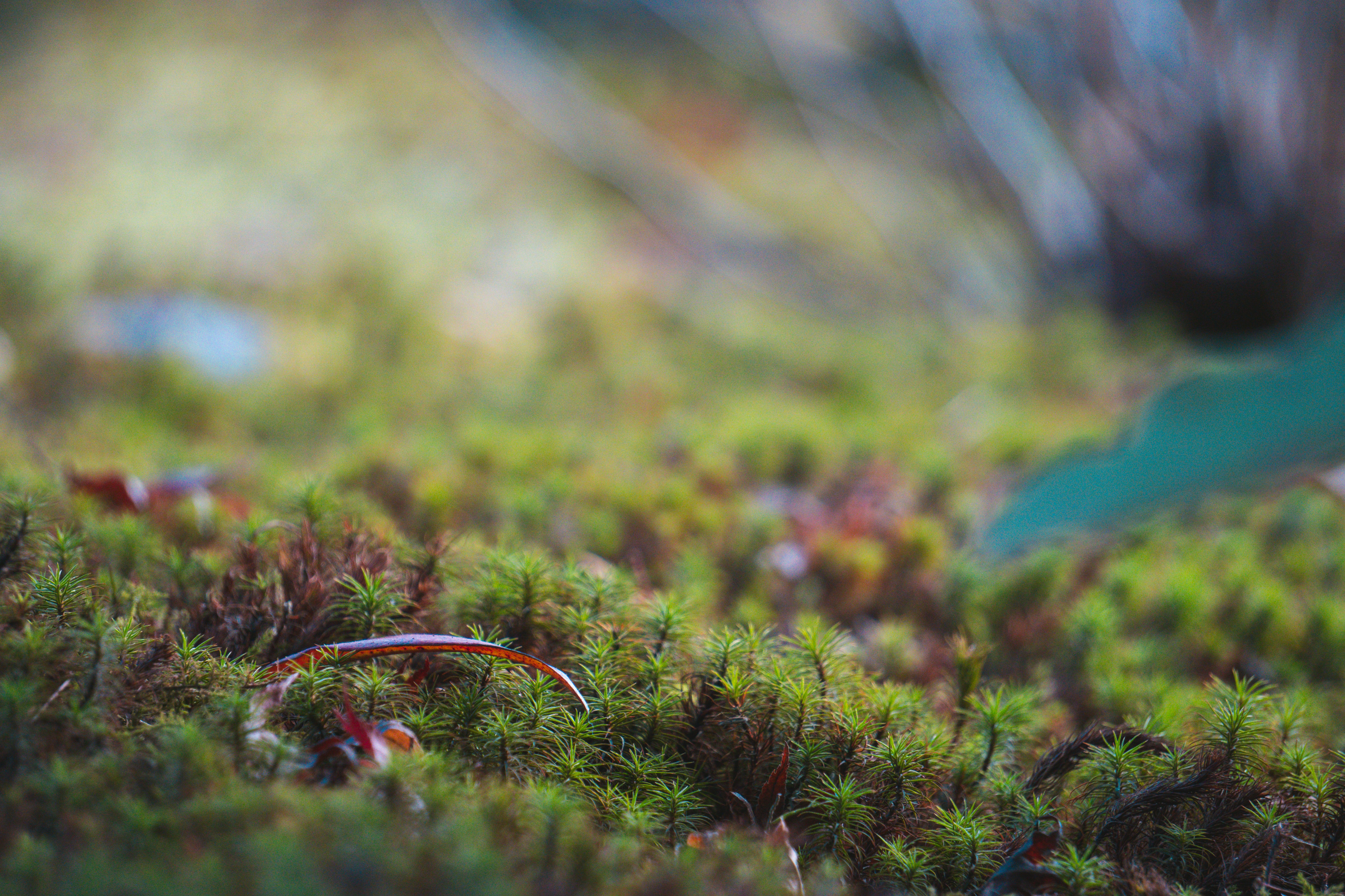 Photo by matheusmoura