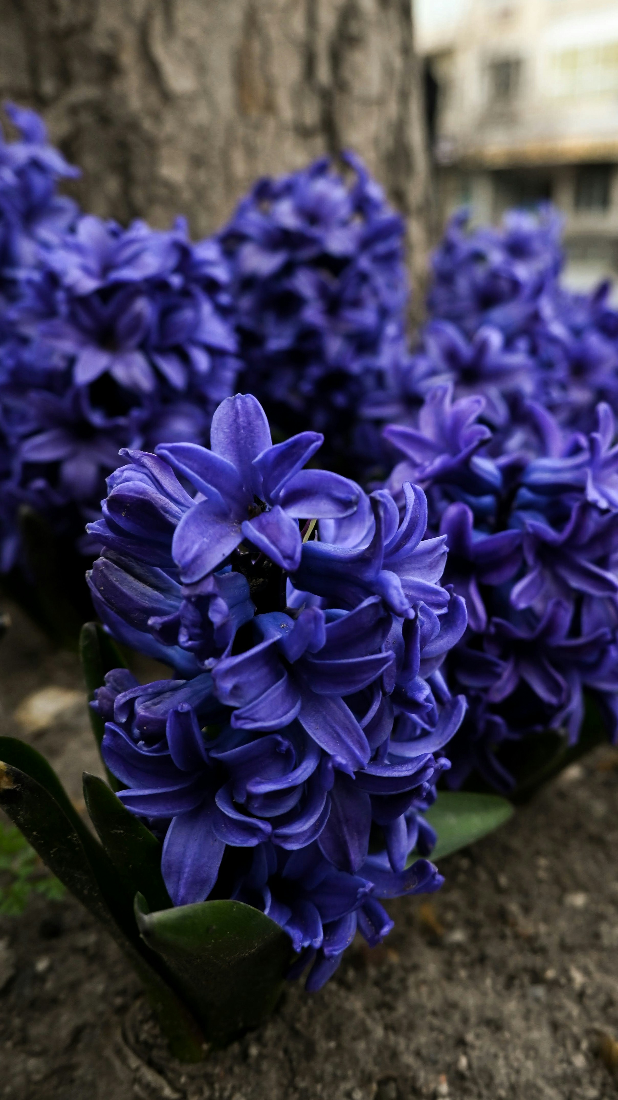 Beautiful purple hyacinth flowers are blooming.
