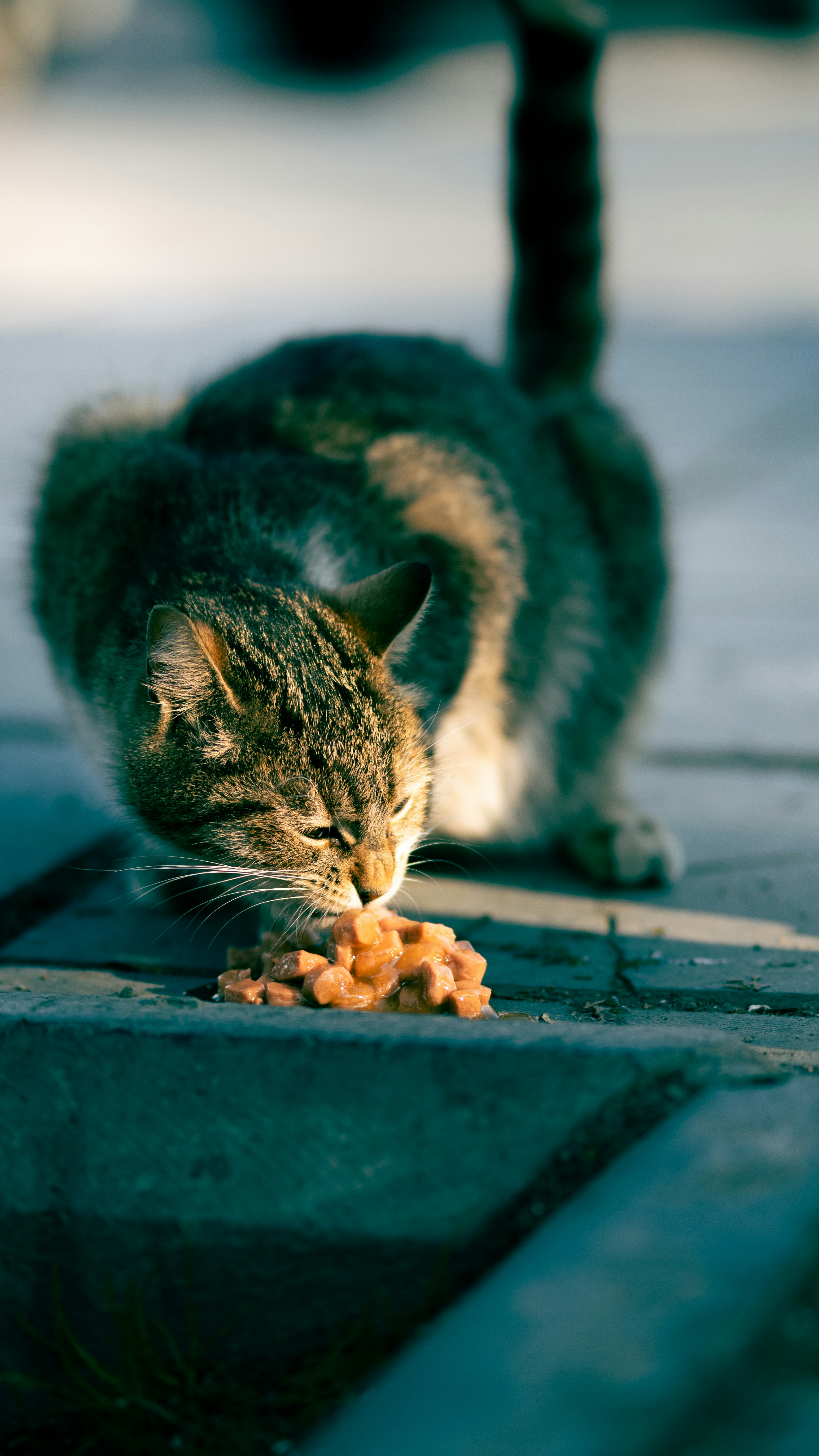 9 Cat Health Tips for Managing Overeating and Food Obsession