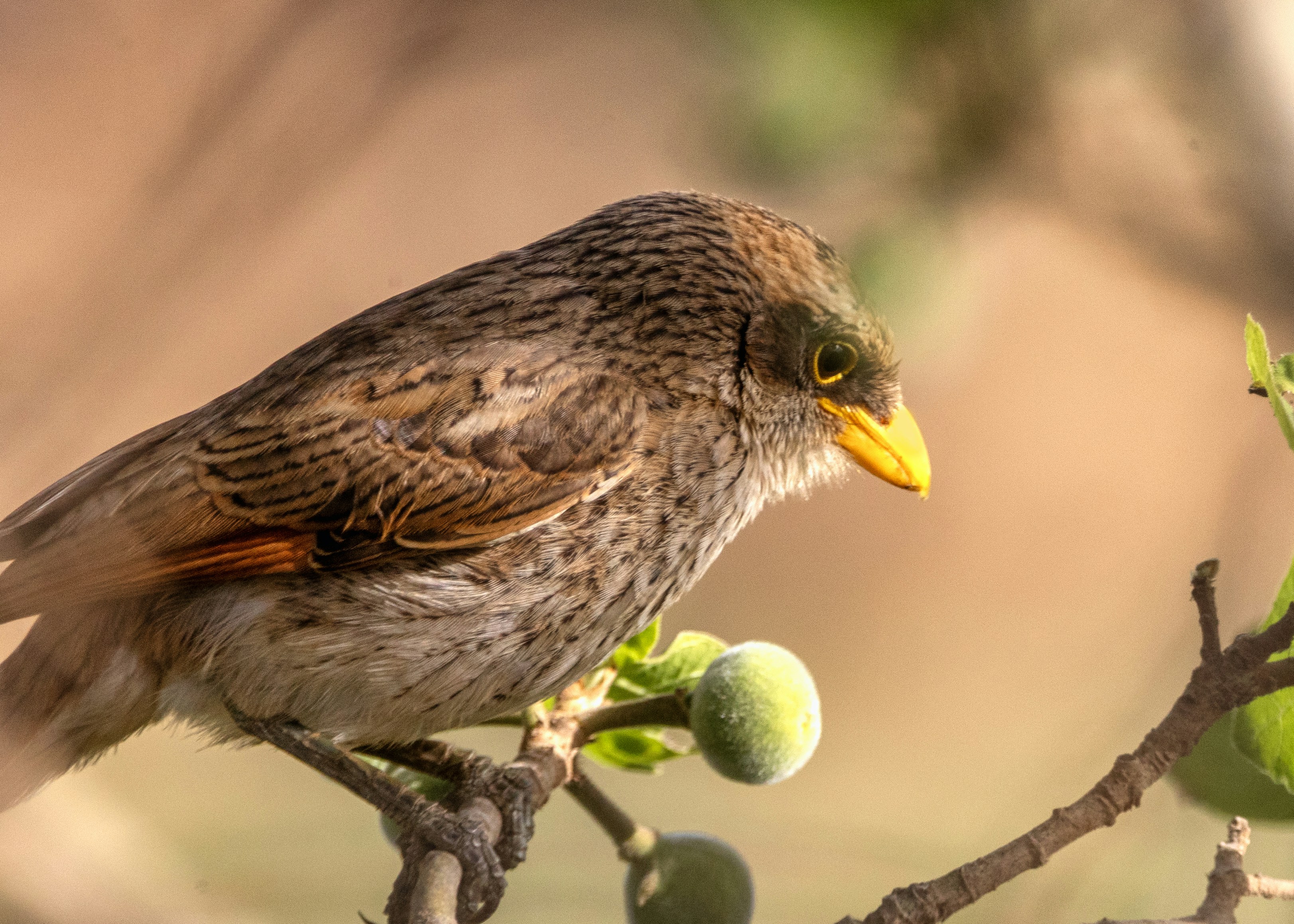 A bird with a yellow beak perched on a branch.