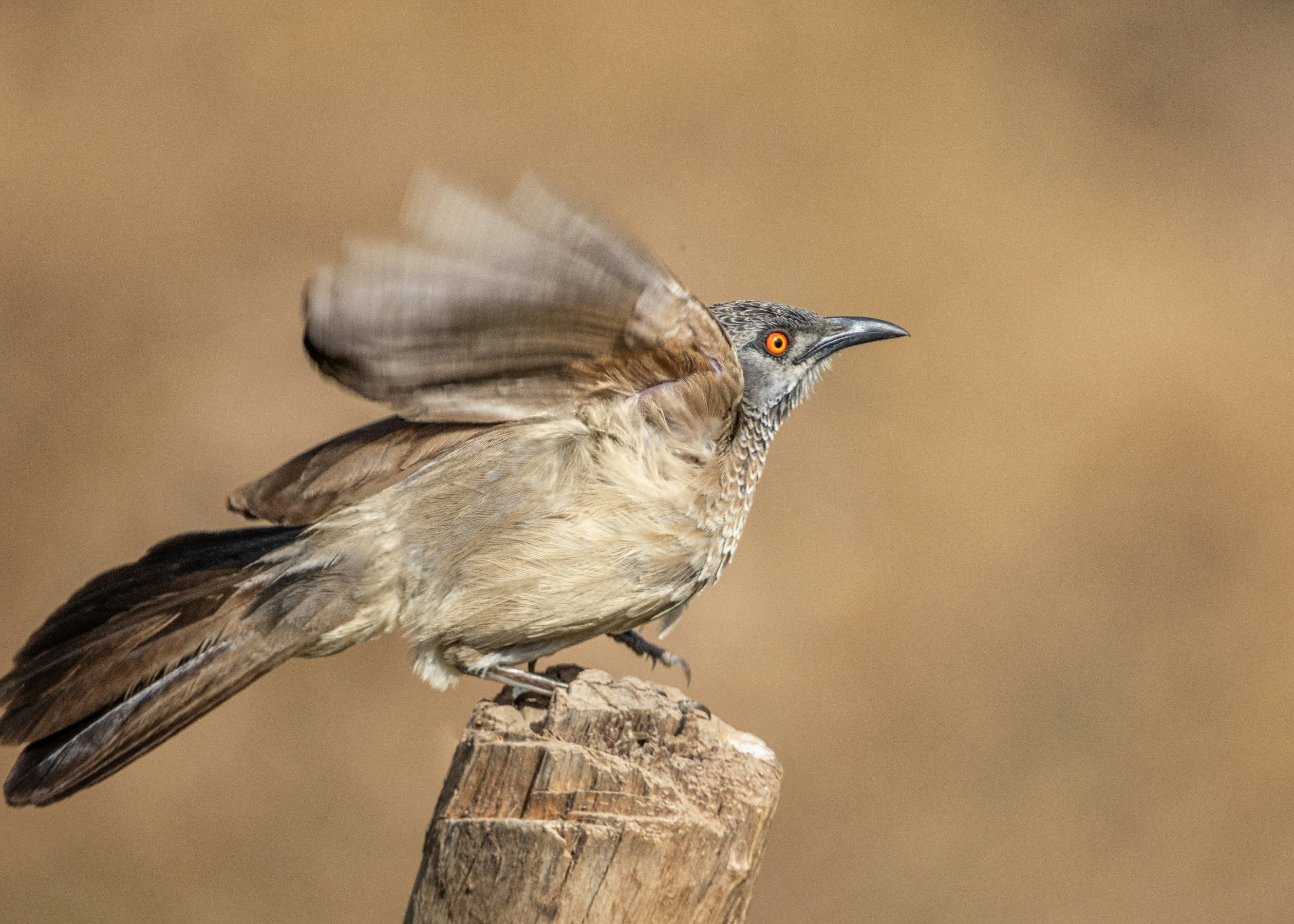 A bird flaps its wings while perched.